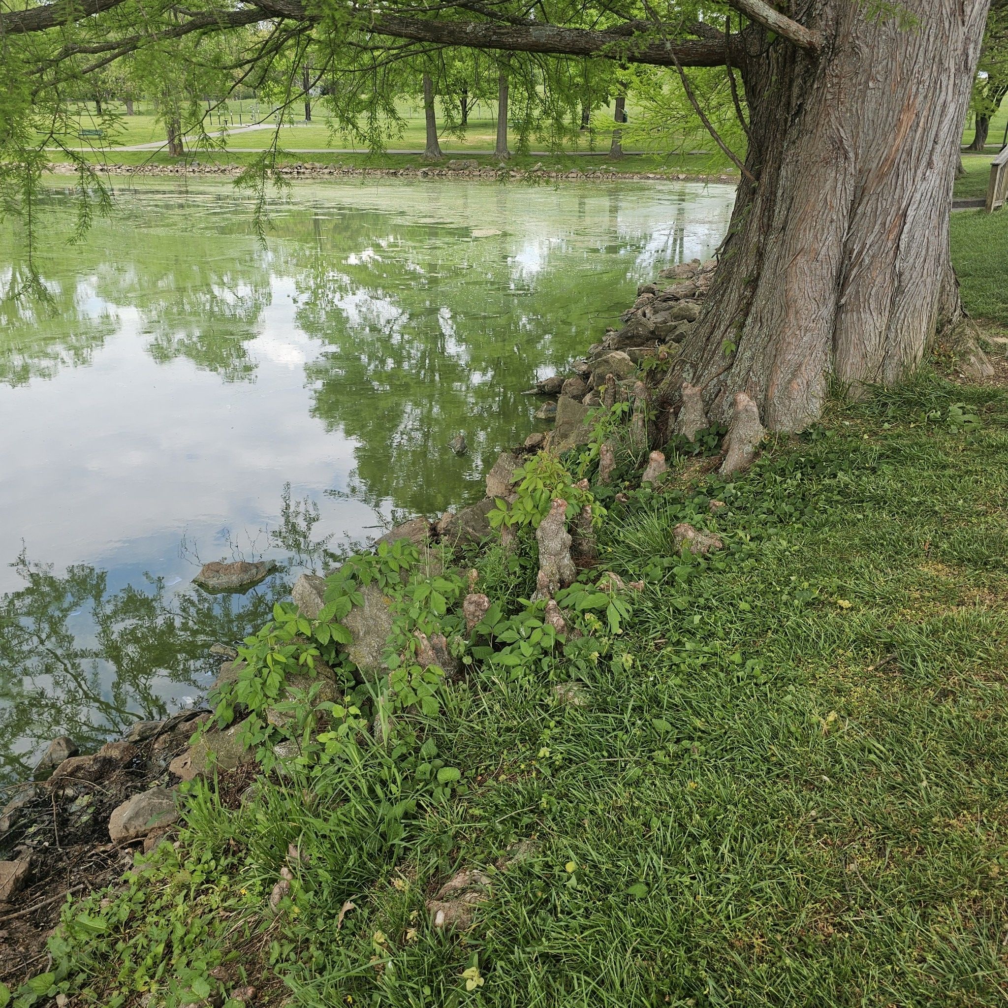 Tree roots and green grass by a pond with reflections, bright daylight. - Huckleberry Trail