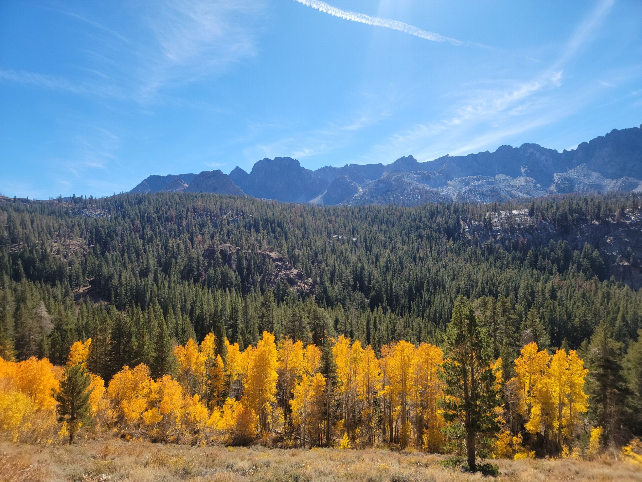 Bright golden aspens in front of a dark evergreen forest and mountains. - Heart Lake Trail