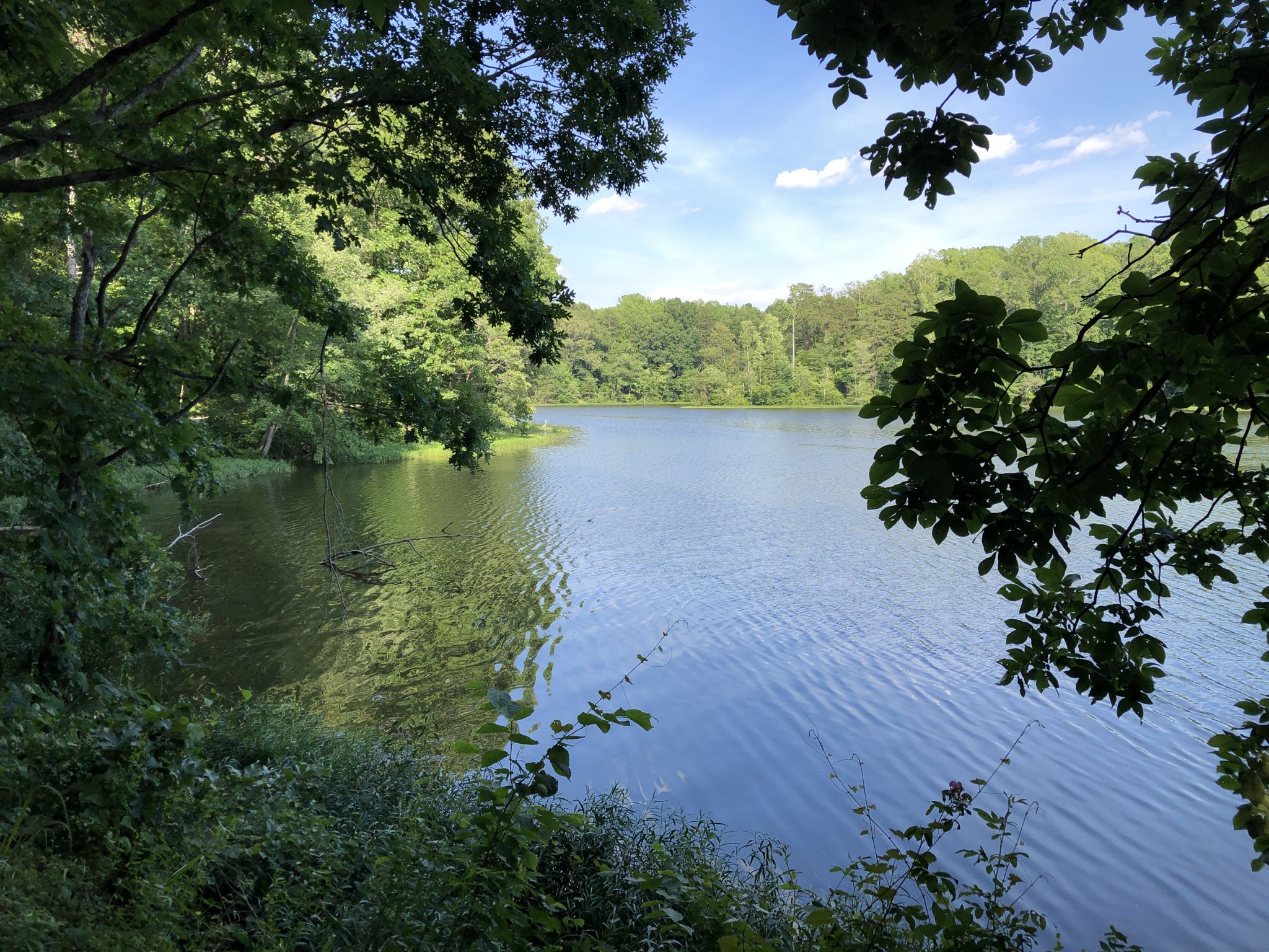 A serene lake viewed through a canopy of lush green trees. - Salem Lake Trail loop from Kerners Mill Creek