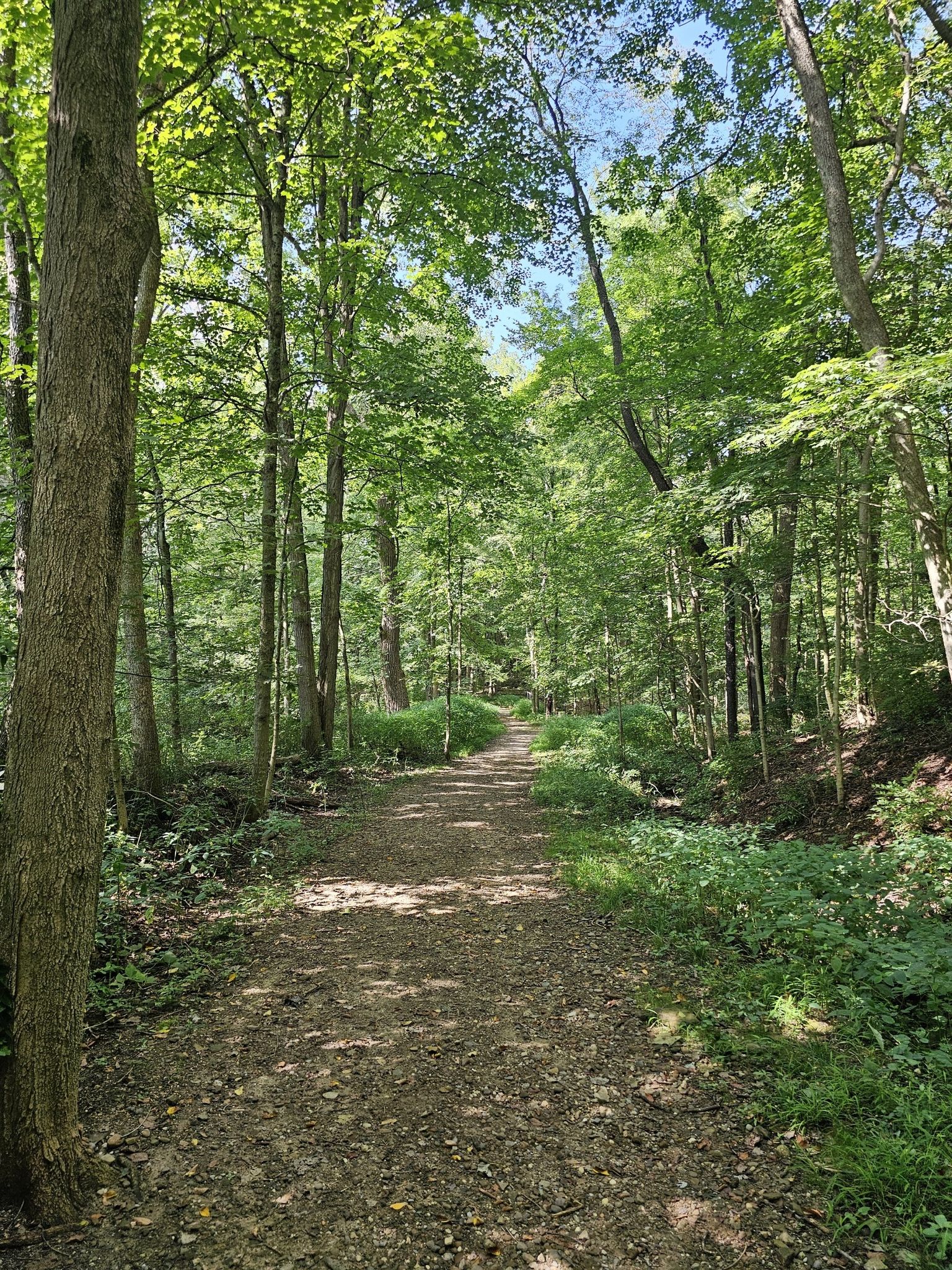 A sun-dappled dirt path winds through a vibrant green, dense forest. - Adam Run / Spring Hollow Trail