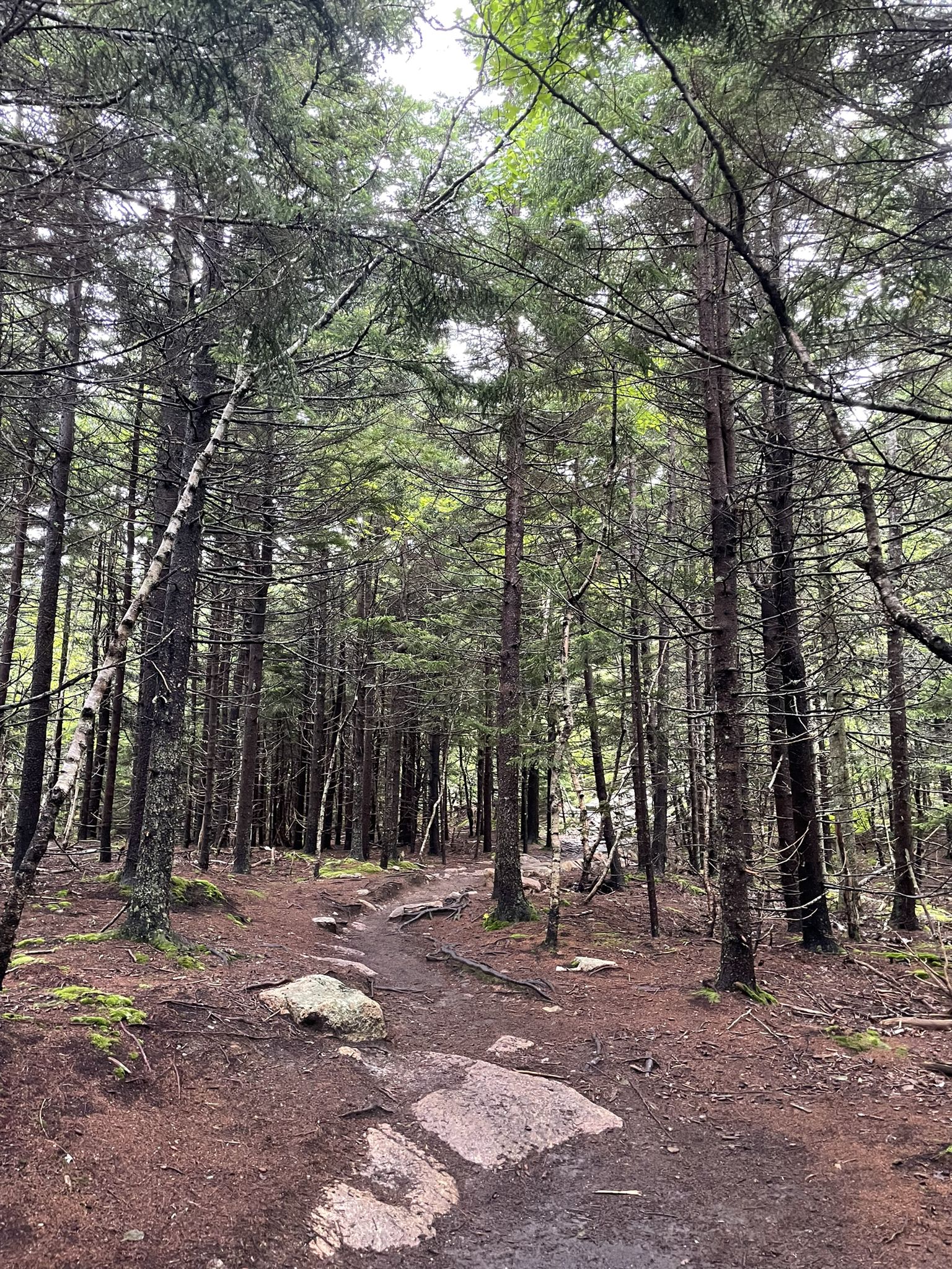 A winding dirt path through a dense, mossy evergreen forest on an overcast day. - Gorge Path
