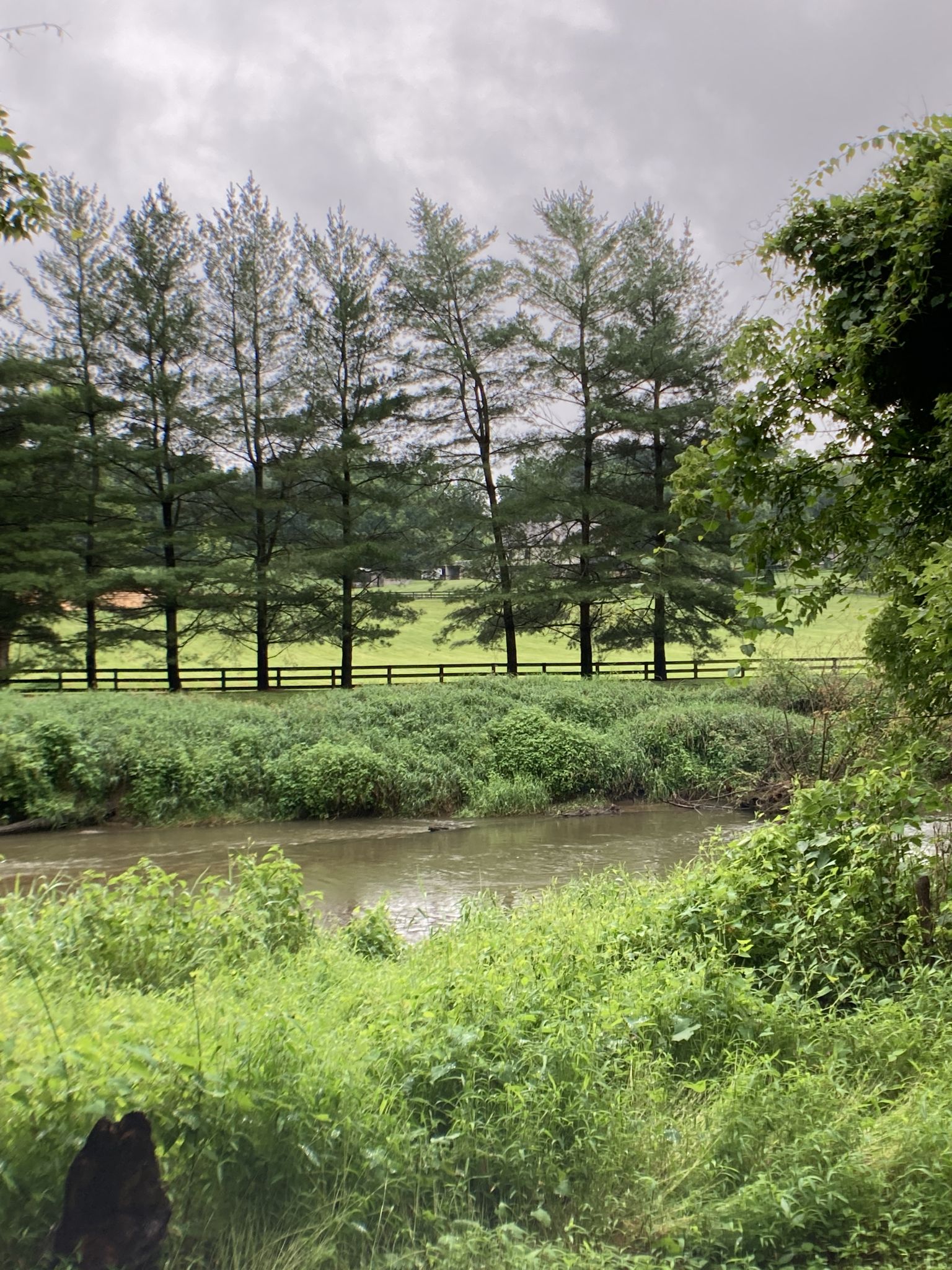 A river flows past lush green banks, with a line of tall pine trees beyond. - Sparks Bank Nature Center – Monkton Train Station loop from Manor