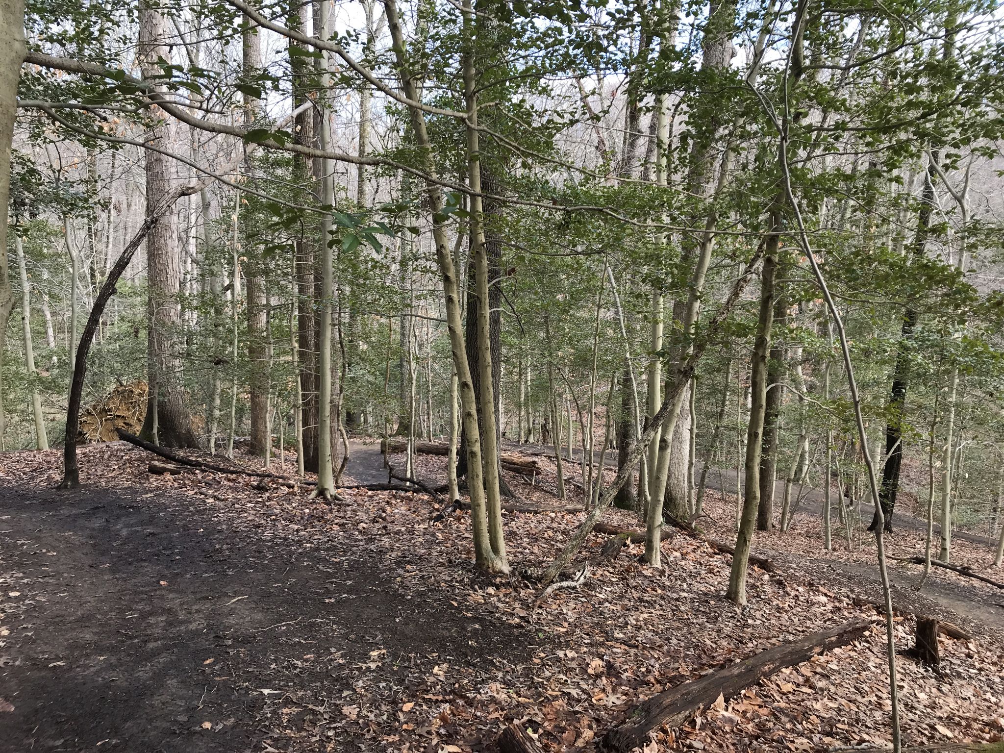 A winding dirt path through a dense, leafless forest under overcast skies. - Box Turtle Trail