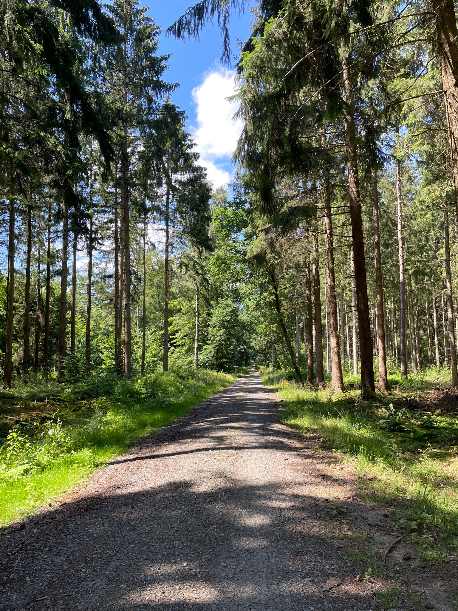 Bobenwald