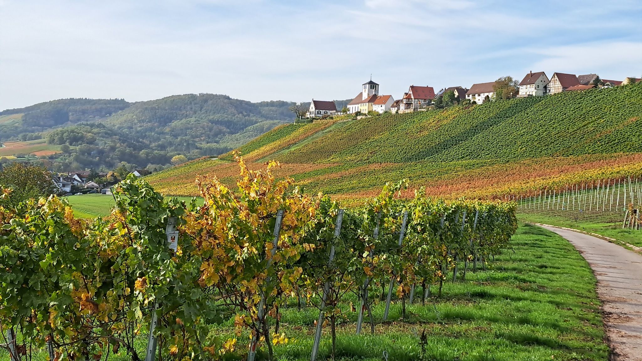 Weinberge von Hohenhaslach