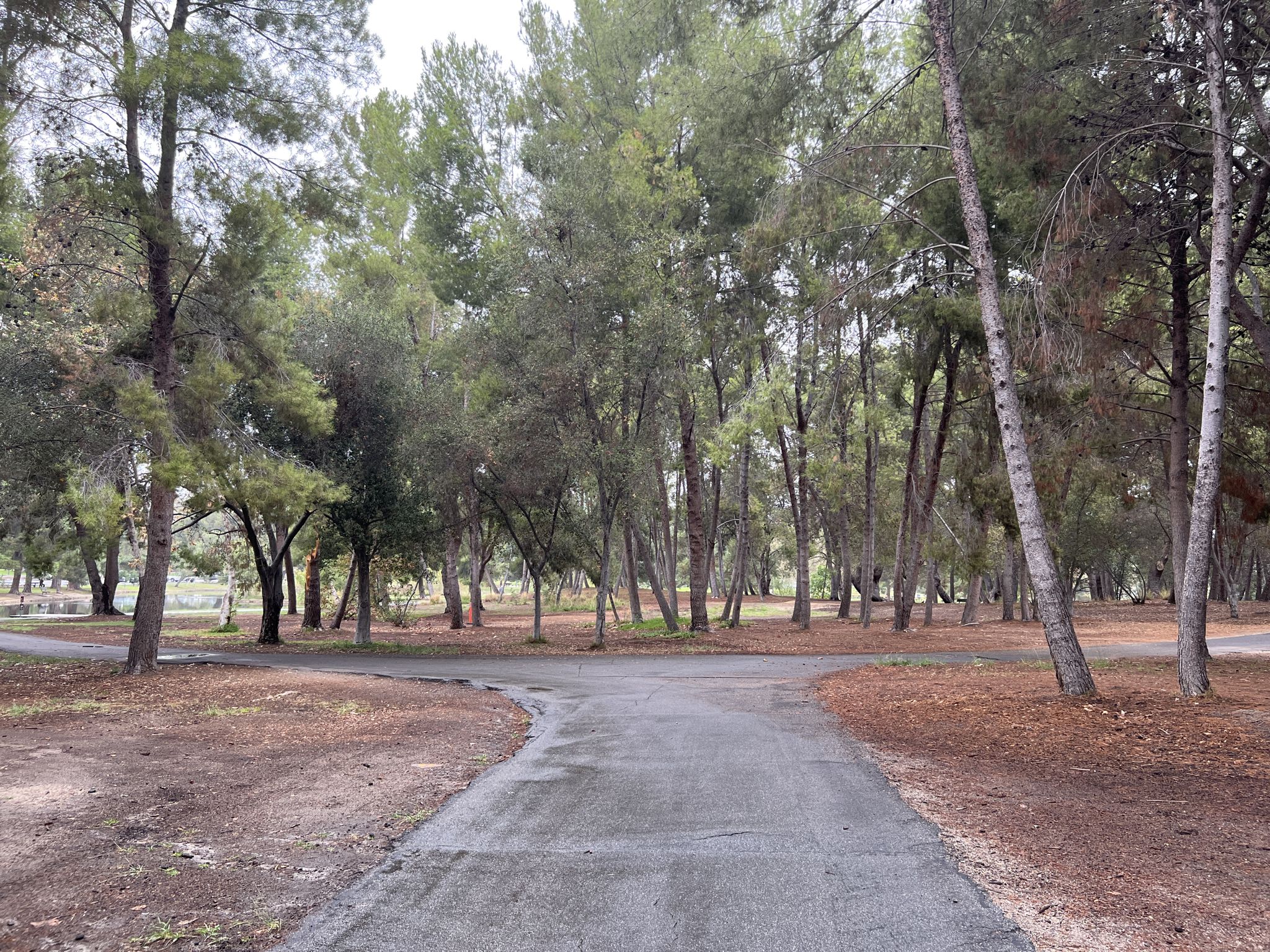 Paved path forks through a forest of tall, slender trees on an overcast day. - Yorba Regional Park