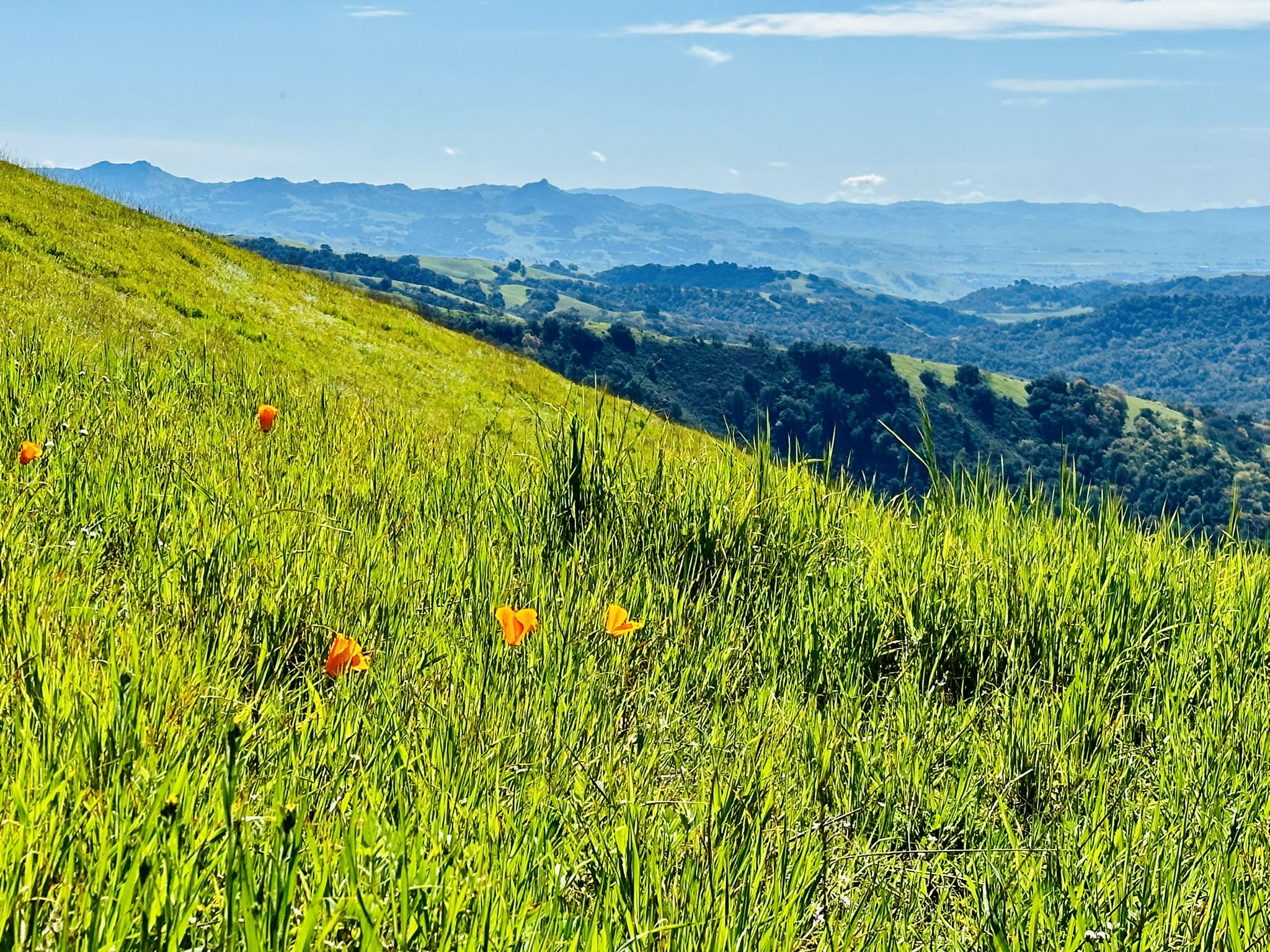 Bright green hillside with scattered orange flowers and distant rolling mountains under blue sky. - Connector Trail Junction – Braen Canyon loop from Hunting Hollow Trailhead