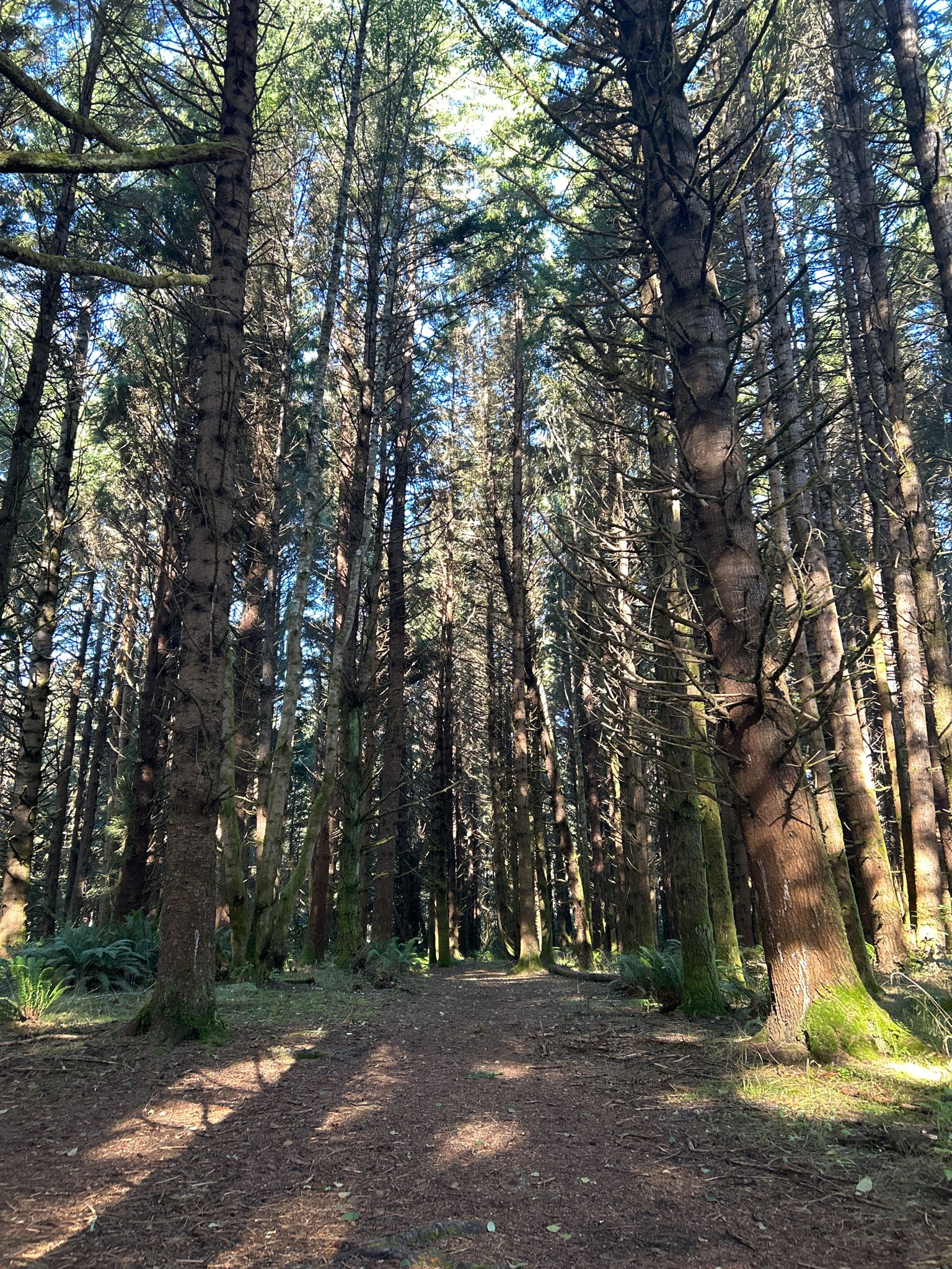 A straight dirt path through a dense, tall pine forest with dappled sunlight. - Trinidad State Beach loop from Trinidad State Beach