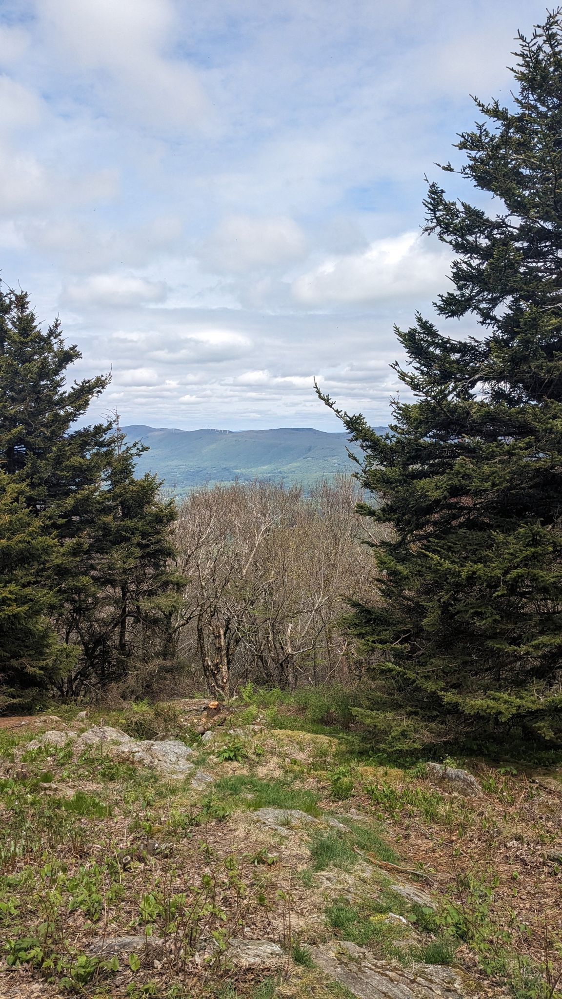 Distant mountains seen through evergreen trees under a bright, cloudy sky. - Mount Prospect and Appalachian Trail Loop