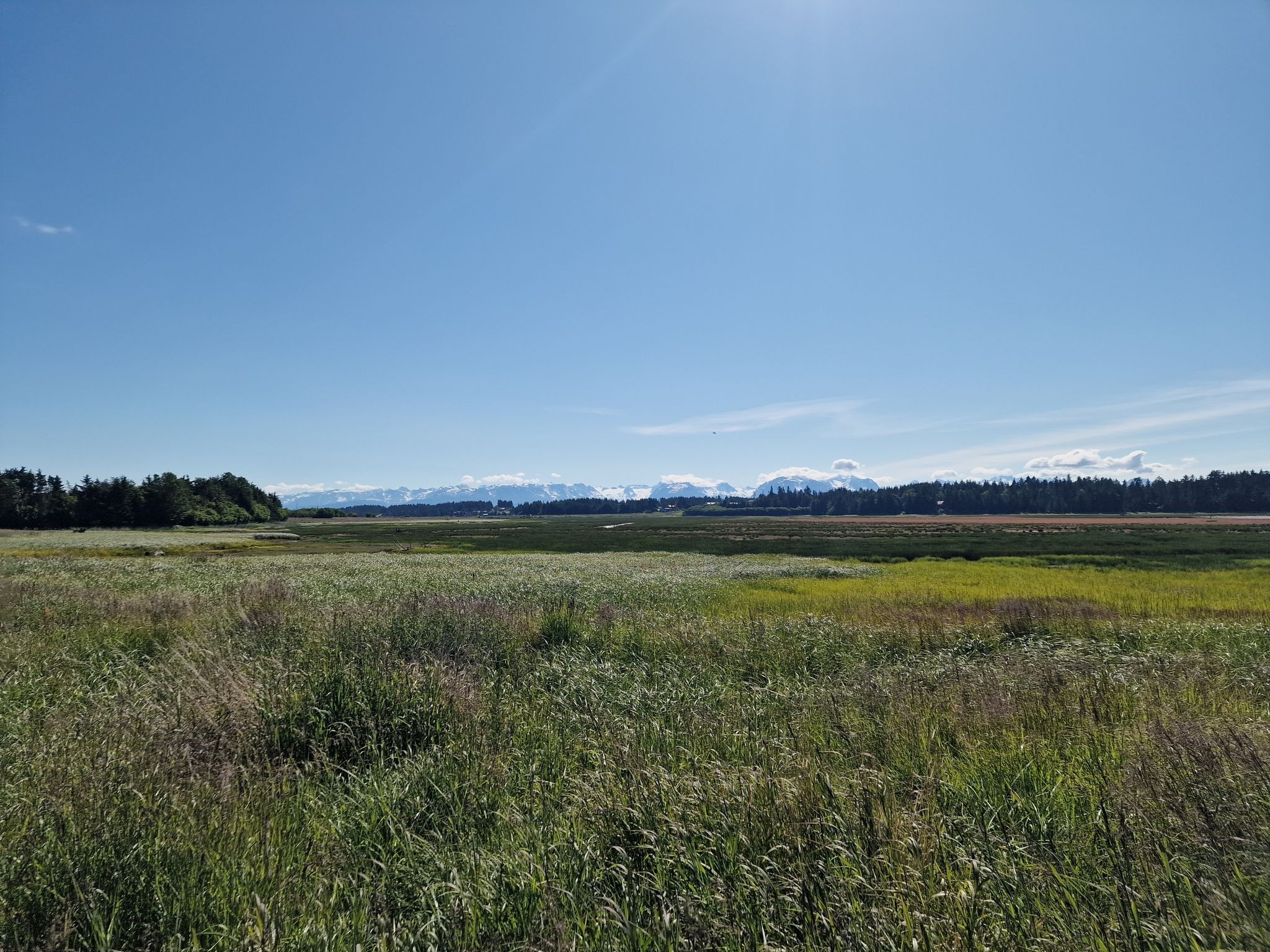 Vast sunny field of green and yellow grasses with distant mountains under blue sky. - Beluga Slough Trail