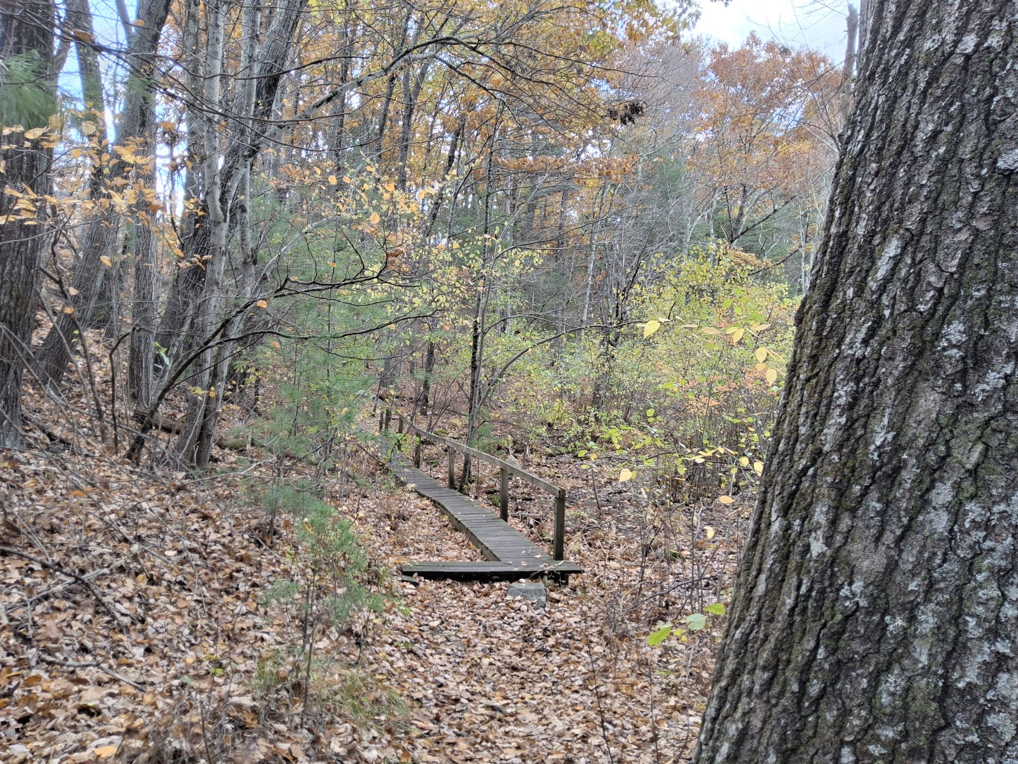 A wooden boardwalk bridge extends through an autumn forest with fallen leaves. - Bay Circuit Trail Loop
