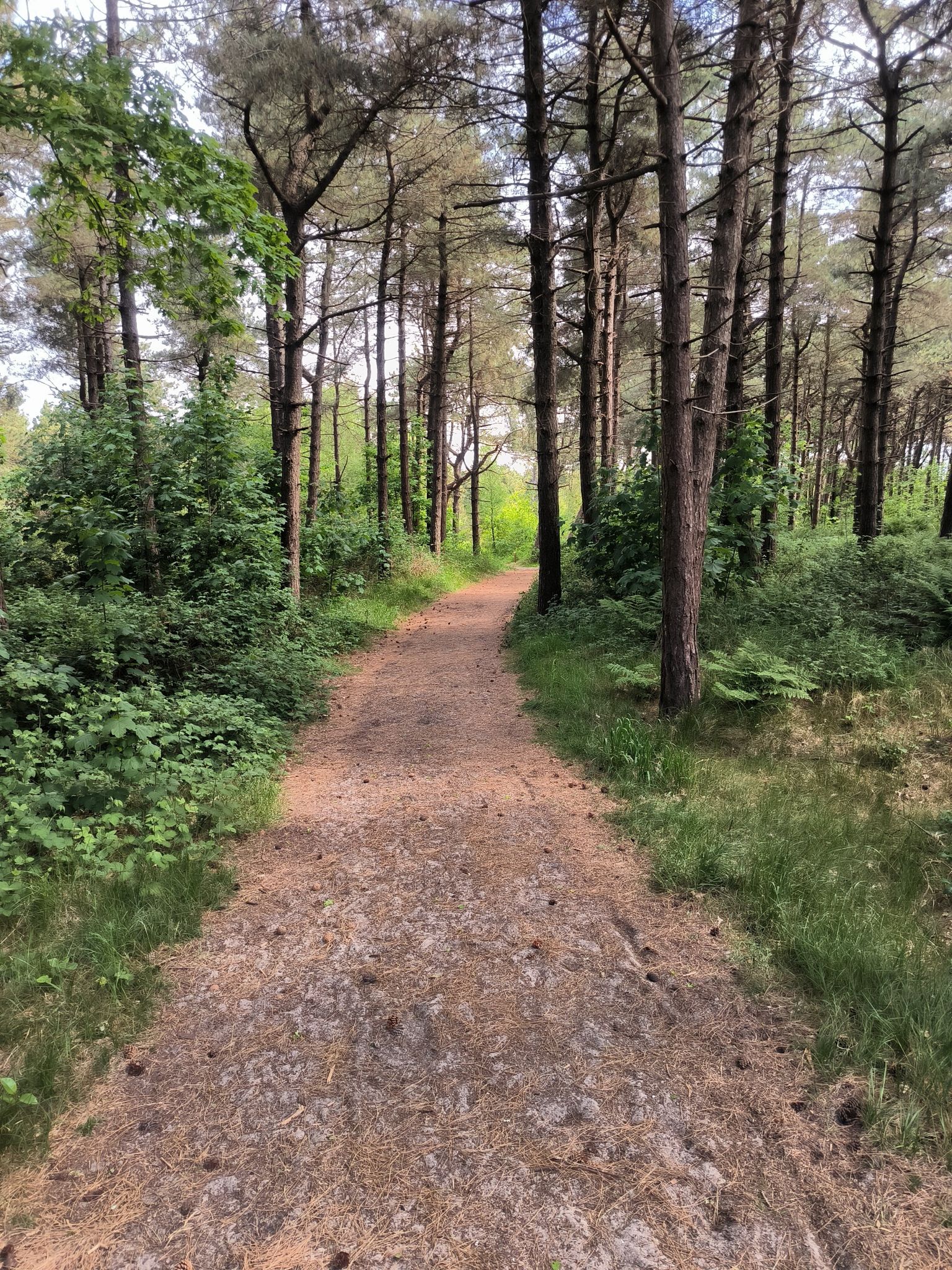 Weg in den Kiefer-Wald