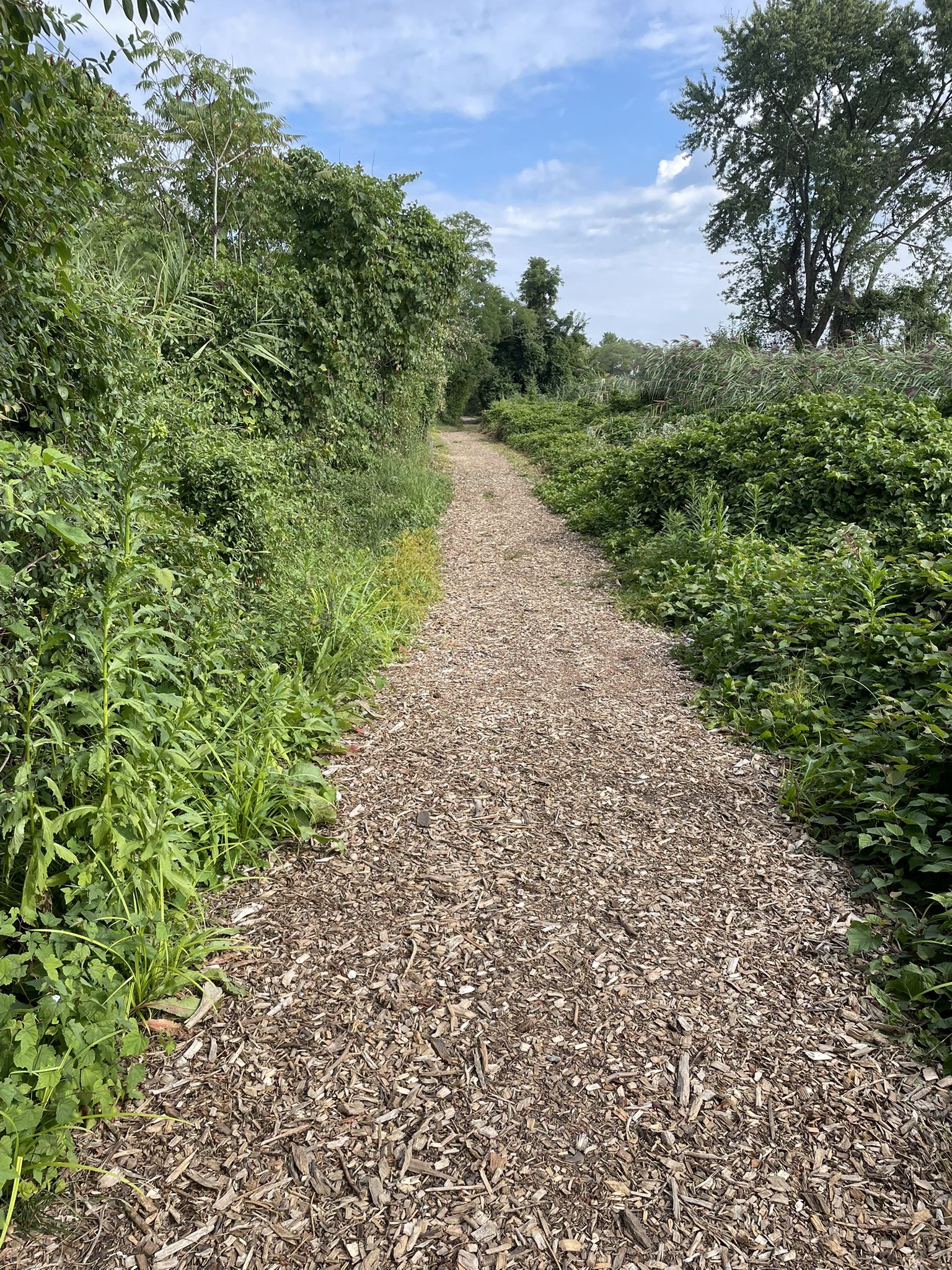 A wood chip path winds through dense green foliage under bright daylight. - Sands Point - Lighthouse Road – Port Washington Waterfront loop from Port Washington