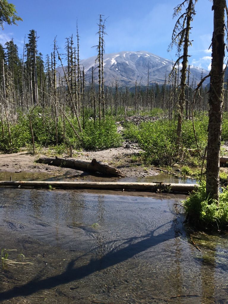 Clear stream flows through a forest of dead trees toward a snow-capped mountain. - Toutle Trail