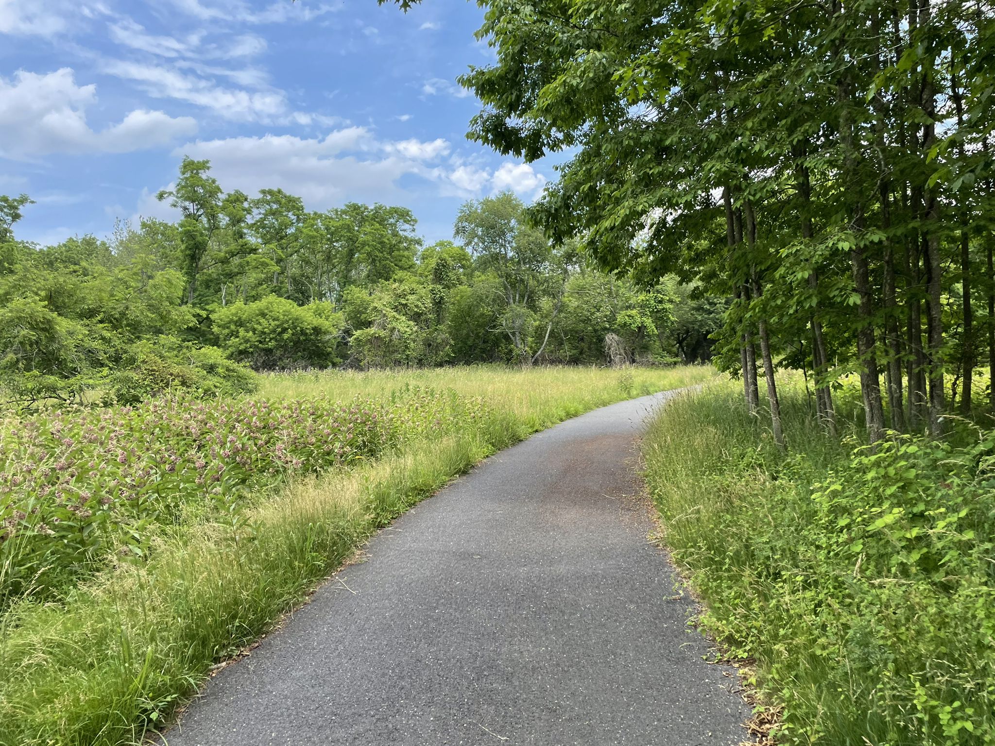 Paved path winding through a sunny field with tall grass and trees. - Edgar Felix Bikeway