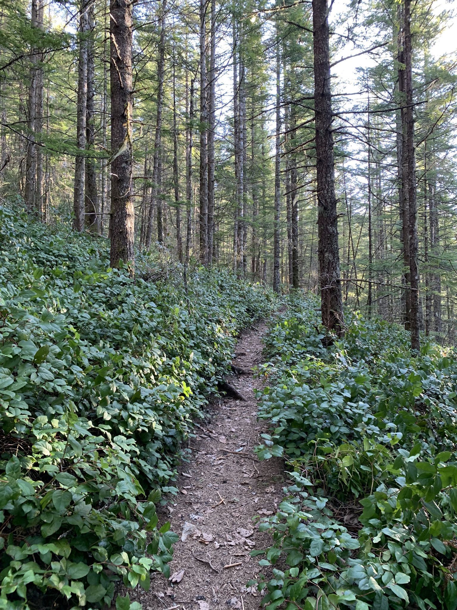 Narrow dirt trail winding through a dense forest with lush green plants. - Cedar Butte peak – Cedar Falls loop from Wilderness Rim