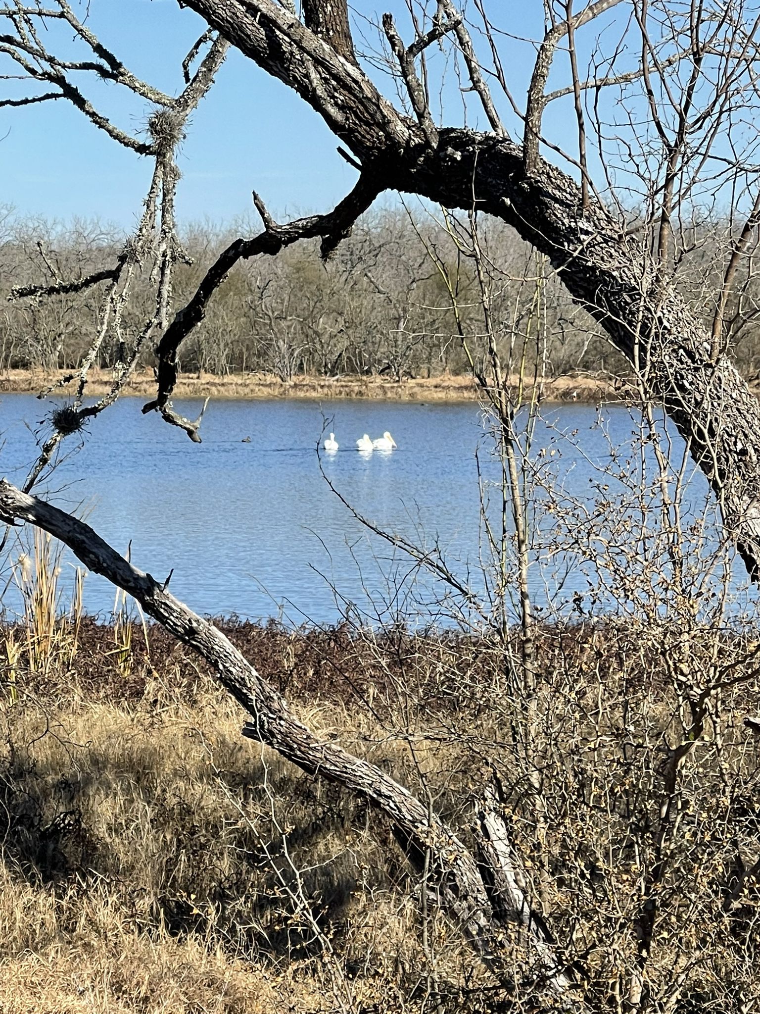 White birds swim on a sunny river, framed by bare tree branches. - Mitchell Lake – Medina River Bridge loop from Somerset