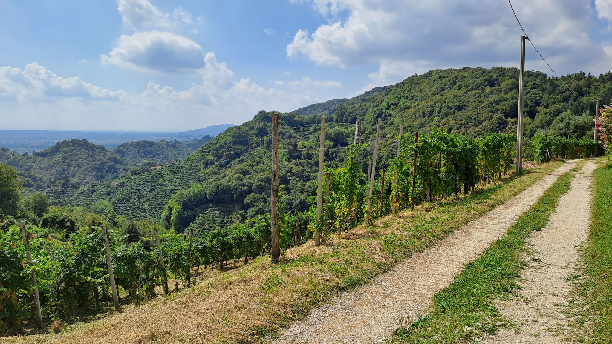 colline del prosecco