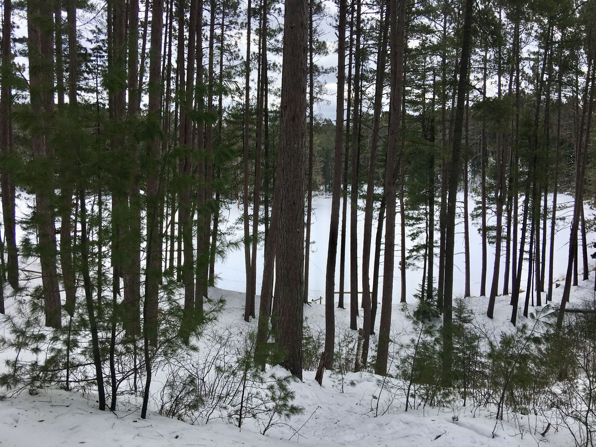 Winter forest scene with tall pines, snow-covered ground, and a frozen lake. - Bear Head Lake State Park loop from Bear Head Lake State Park