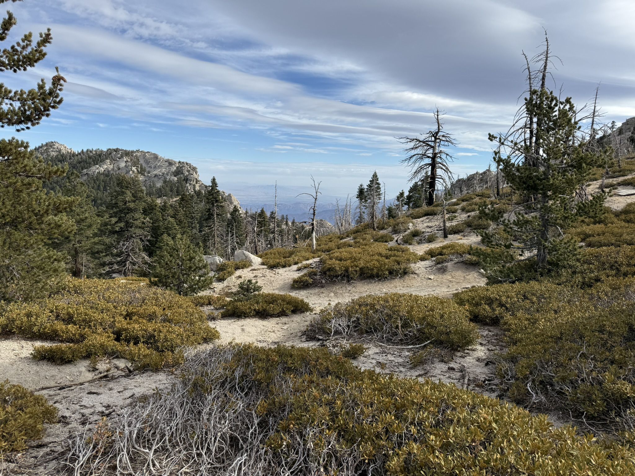 A high-altitude landscape with sparse bushes and dead trees under a cloudy sky. - Devils Slide Trail