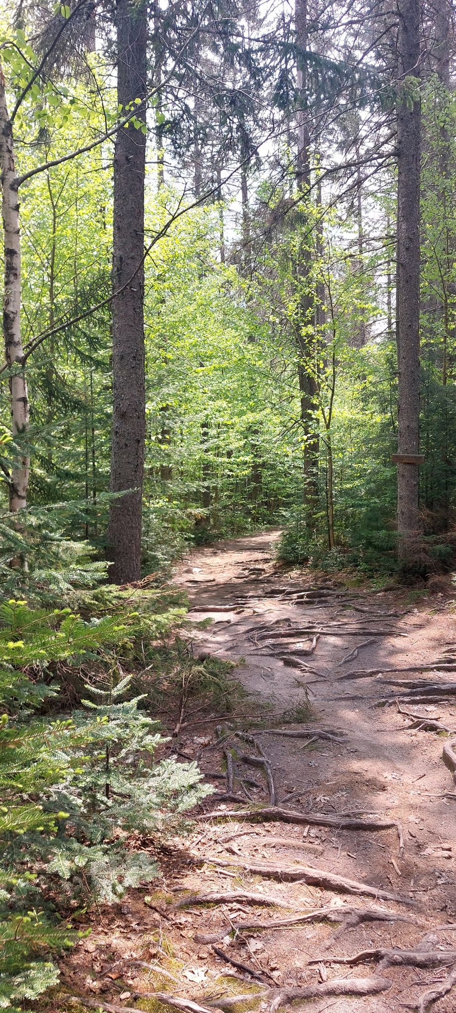 Sunlit forest path winding through tall trees with many exposed roots. - Surf's Up Trail