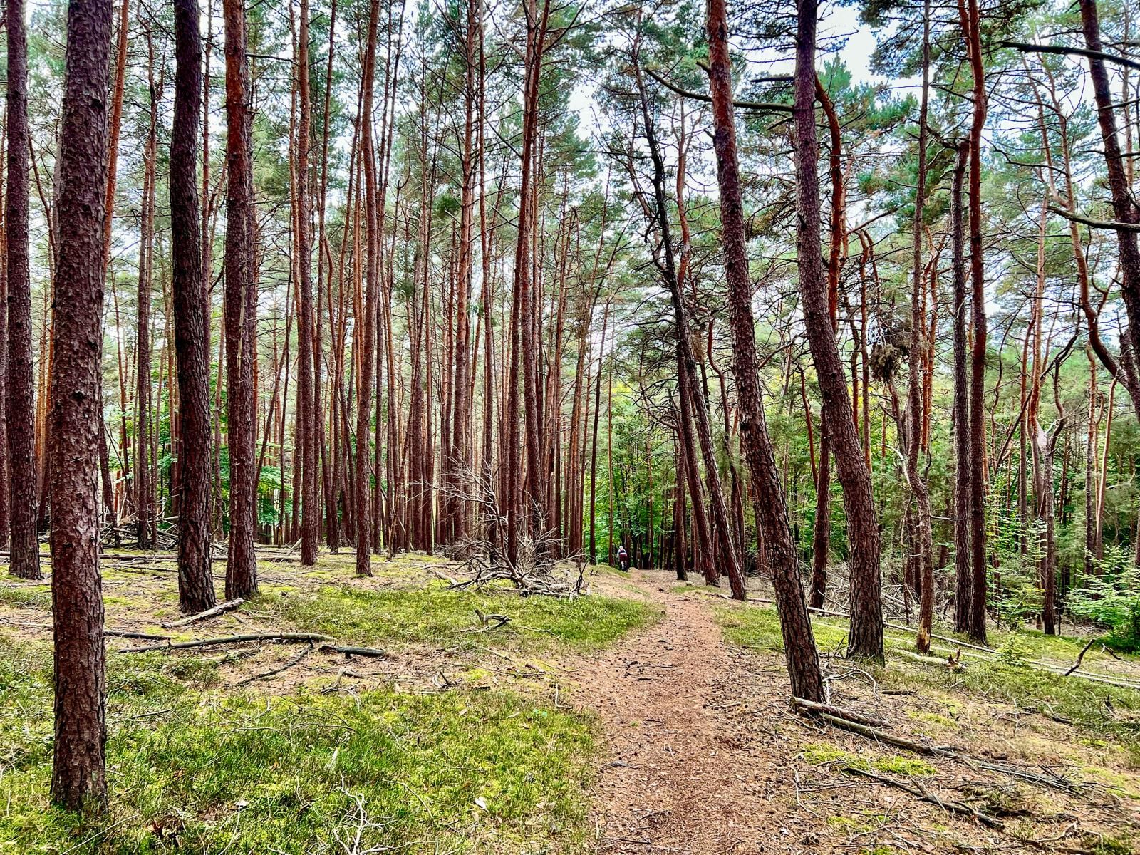 toller Naturtrail an der Altmannshöhe