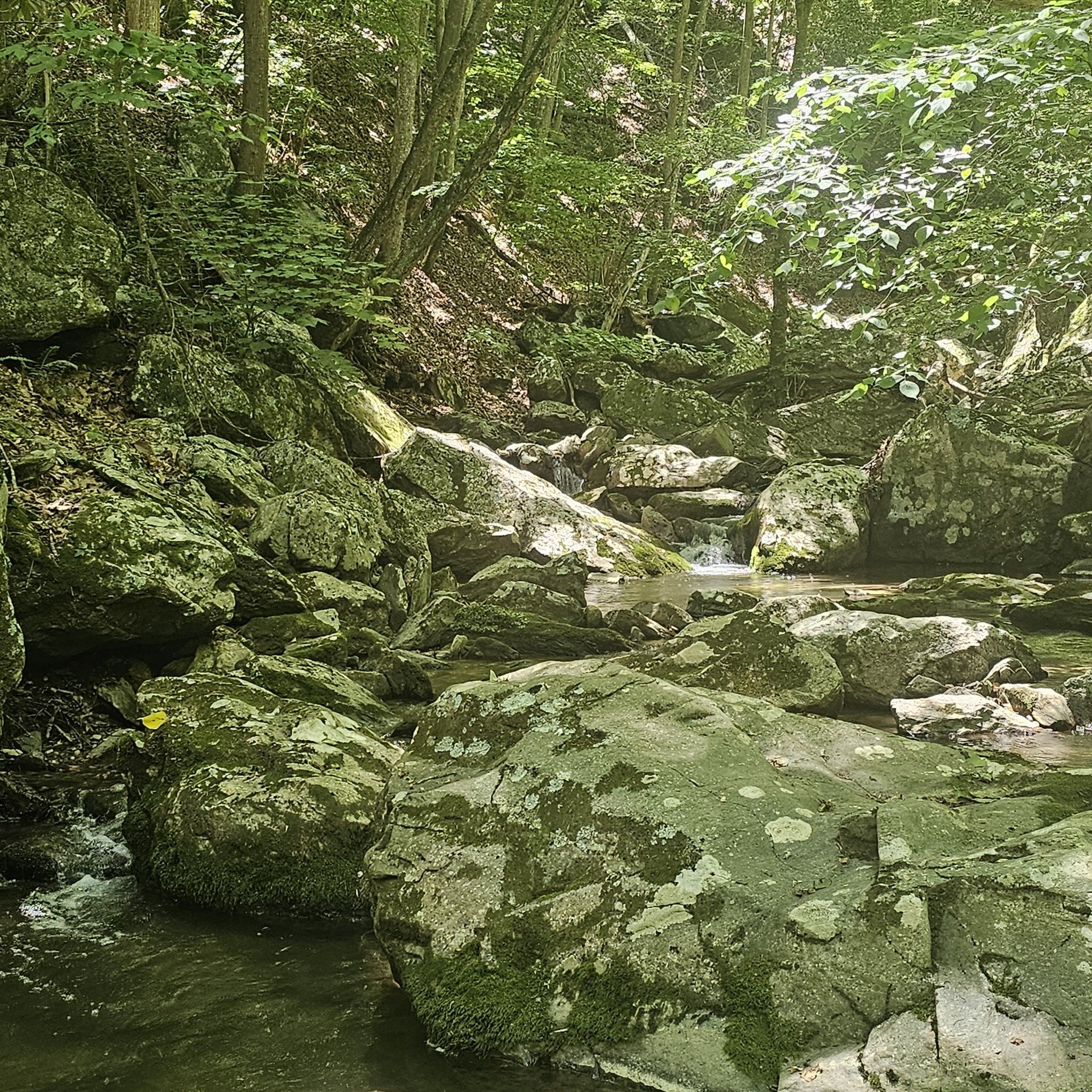 Shaded forest stream flowing over mossy rocks with a small waterfall. - Stiles Falls Trail
