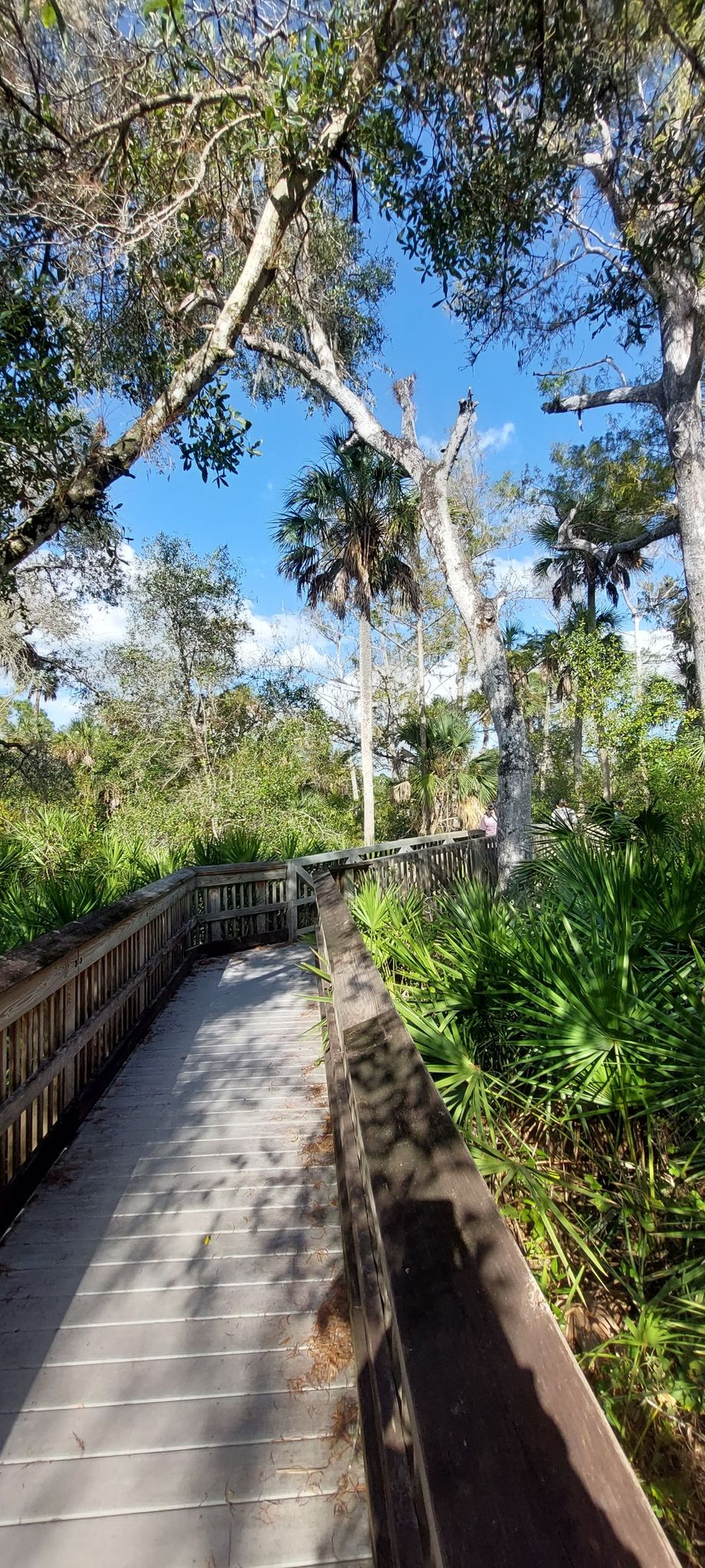 Wooden boardwalk winding through a sunny, green, tropical forest. - North Marsh Trail