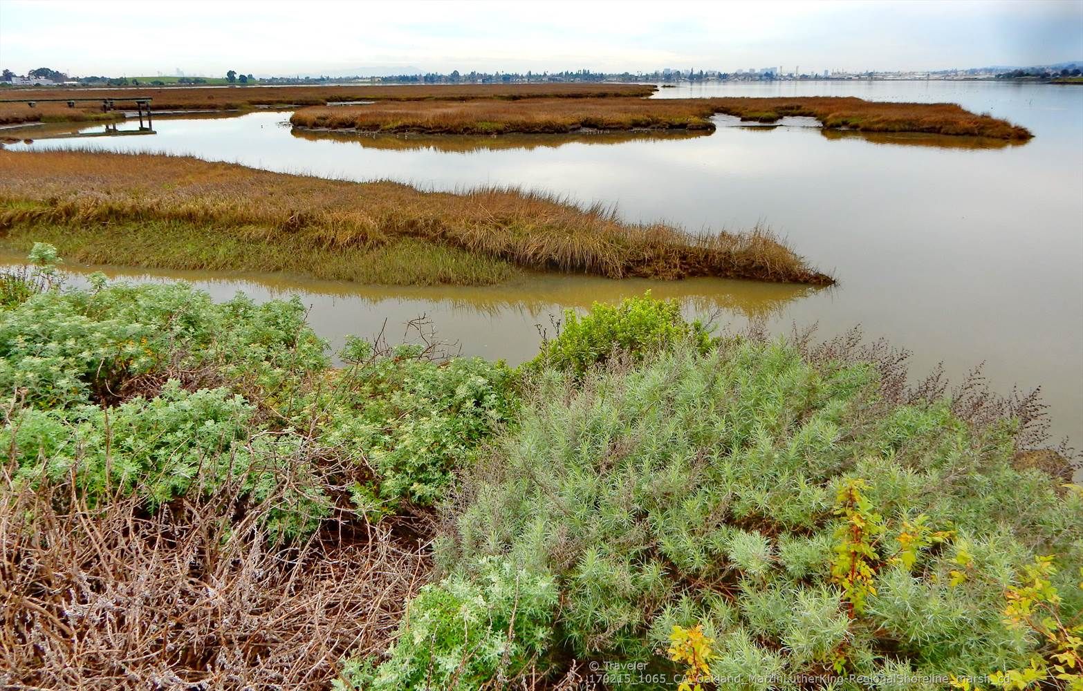 Marshland with green and brown vegetation next to calm water. - San Francisco Bay Trail: Bay Farm Island Loop