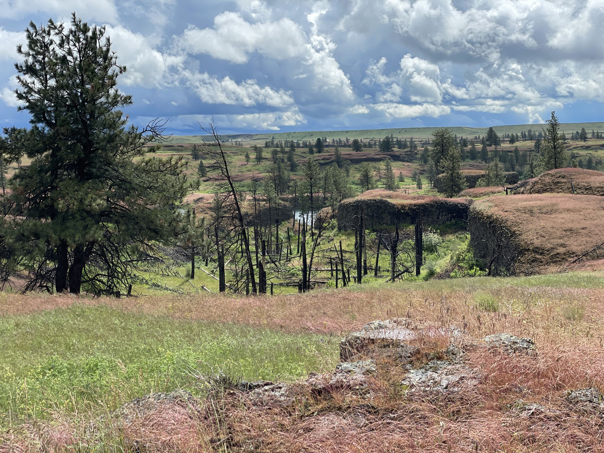 Grassy hills with burnt trees and a distant body of water under a cloudy sky. - Fishtrap Lake