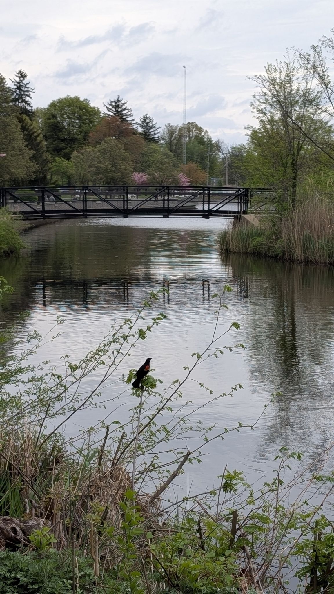 Bird on branches over calm river, distant bridge, under overcast sky. - Roosevelt Park Loop