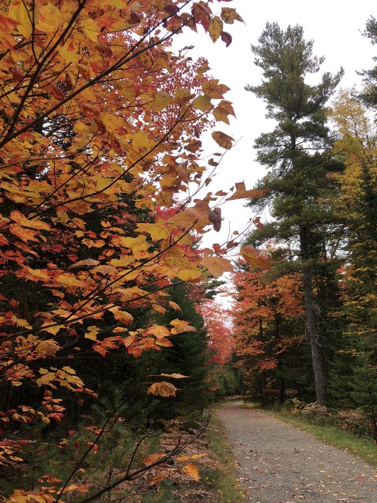 Gravel path through a forest with vibrant orange autumn leaves on trees. - Bangor to Orono loop via East Coast Greenway