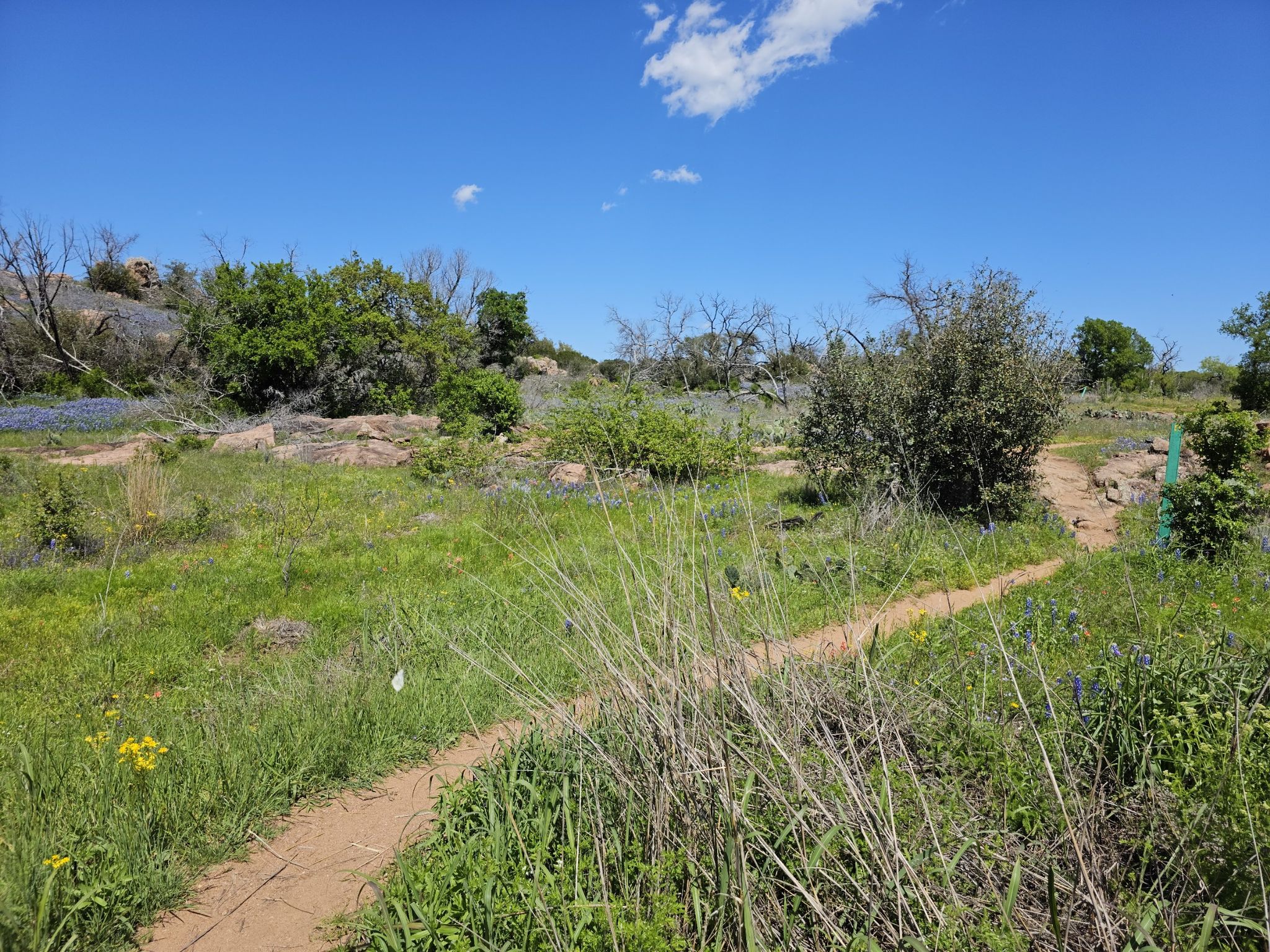 A winding dirt path through a sunny, grassy field with scattered bushes and rocks. - 1000ft overlook of Inks Lake loop from Inks Lake State Park