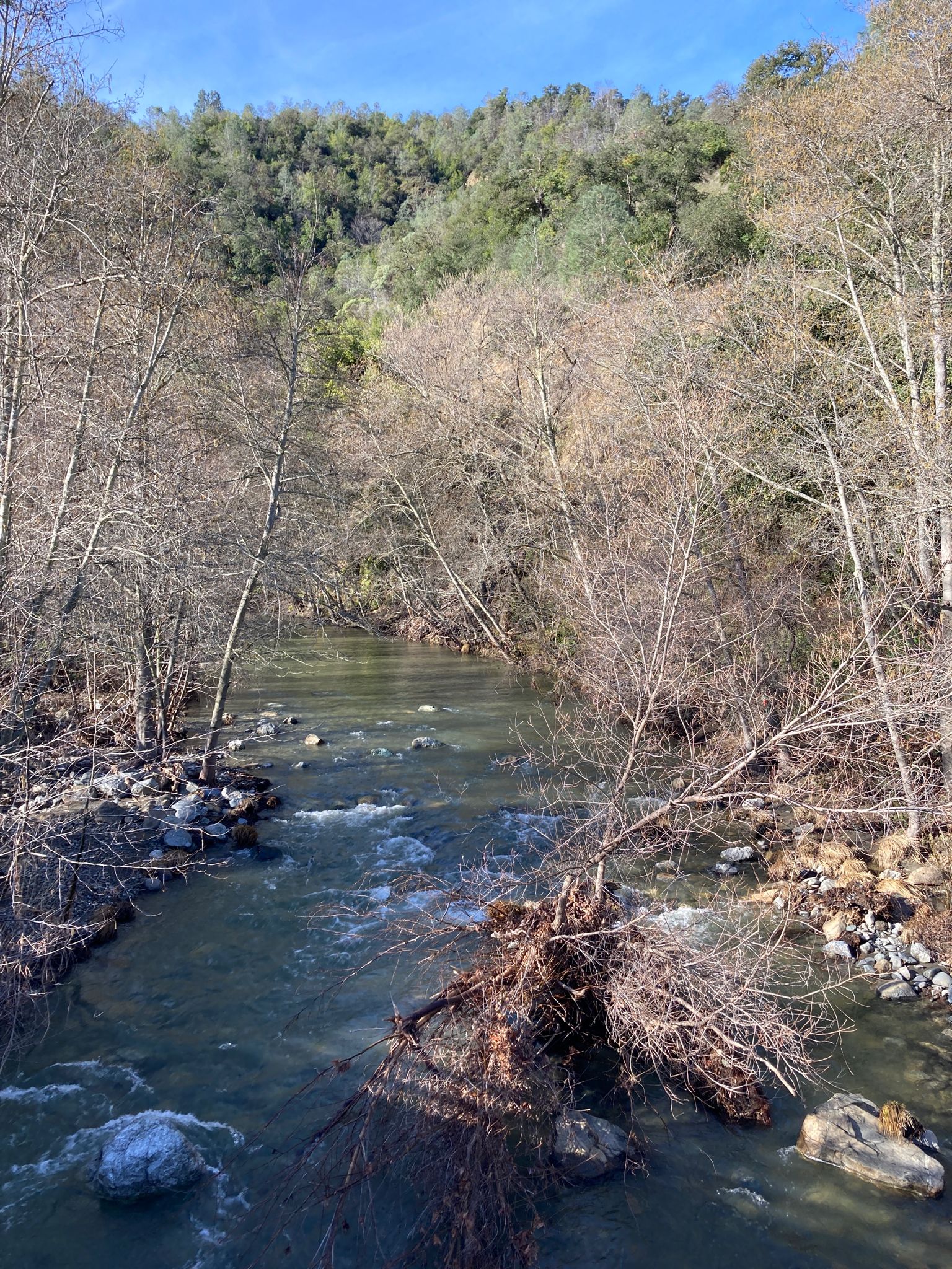 River flowing through a forest of bare trees under a blue sky. - Little Yosemite loop from Sunol Regional Wilderness