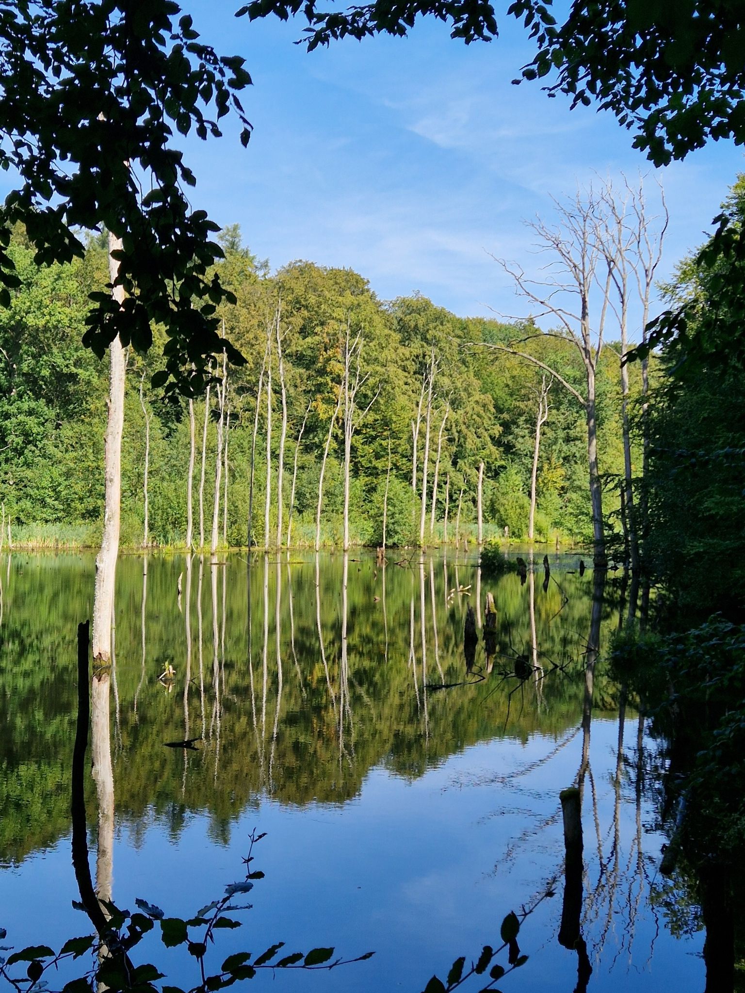 Blick auf den Waldsee