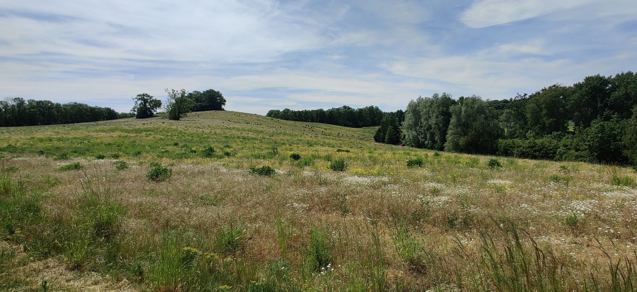 Meadow