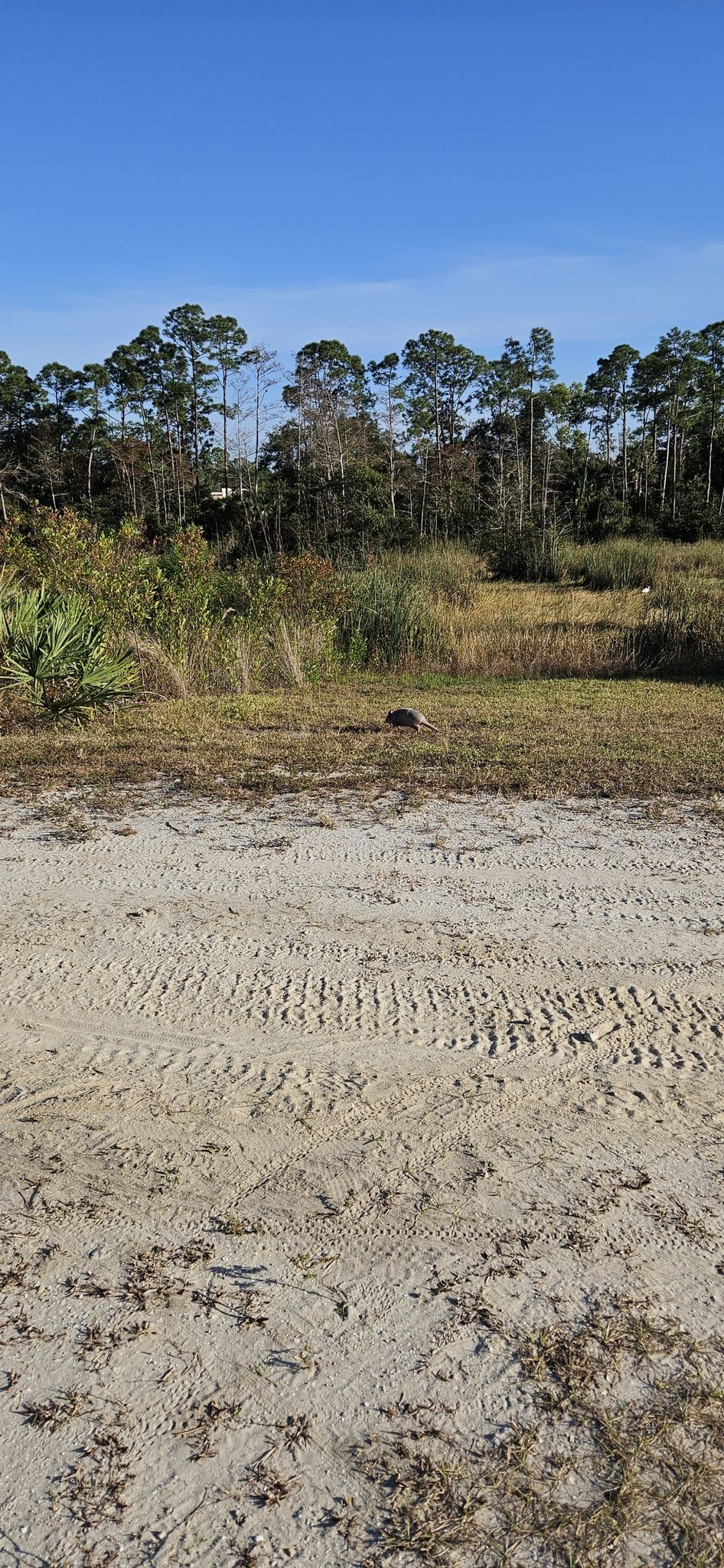 Sandy path with tire tracks leading to a grassy field and pine trees under a blue sky. - Cypress Creek South Loop
