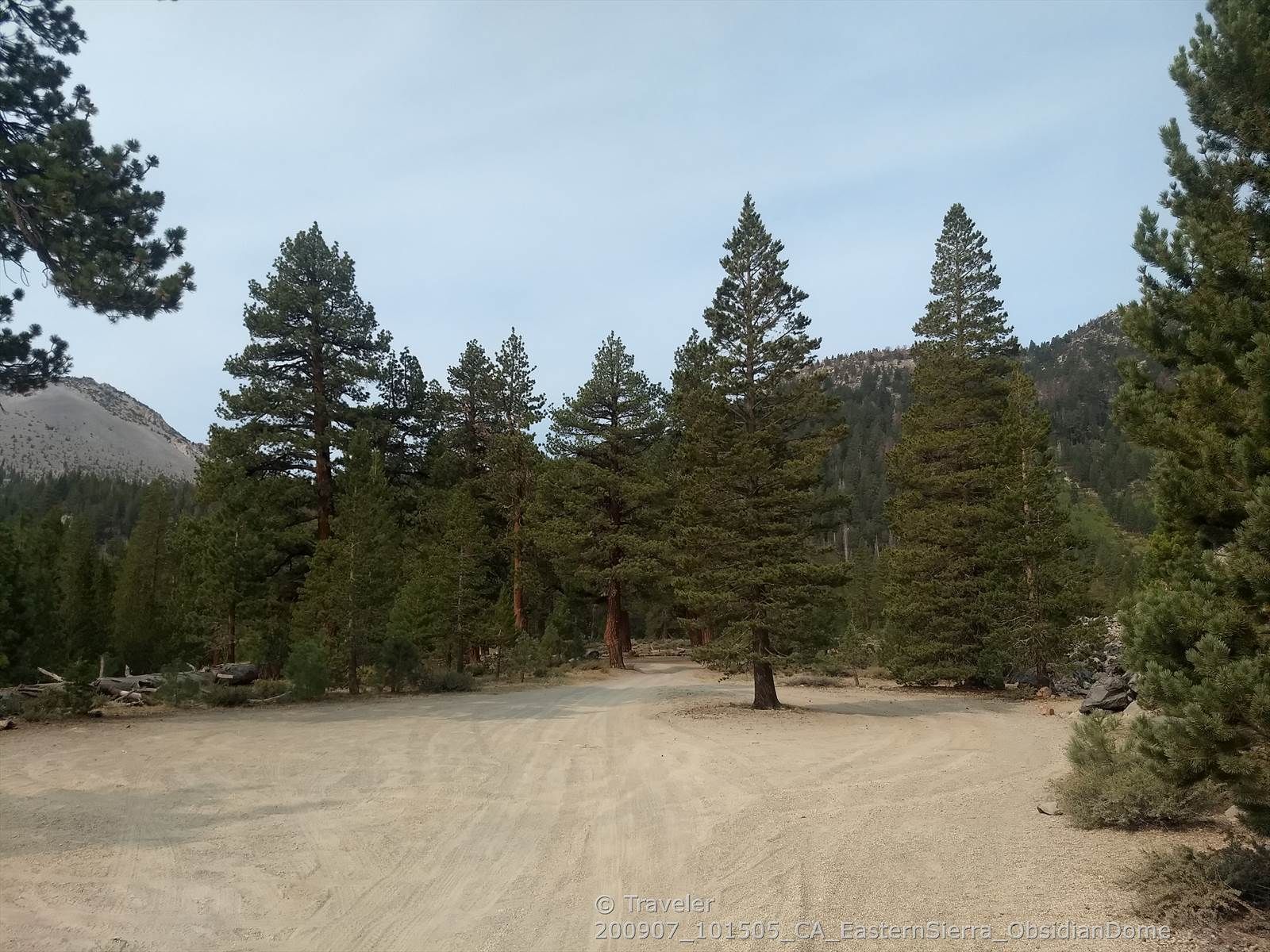 A dirt road forks through a pine forest with mountains under a cloudy sky. - Obsidian Dome Trail