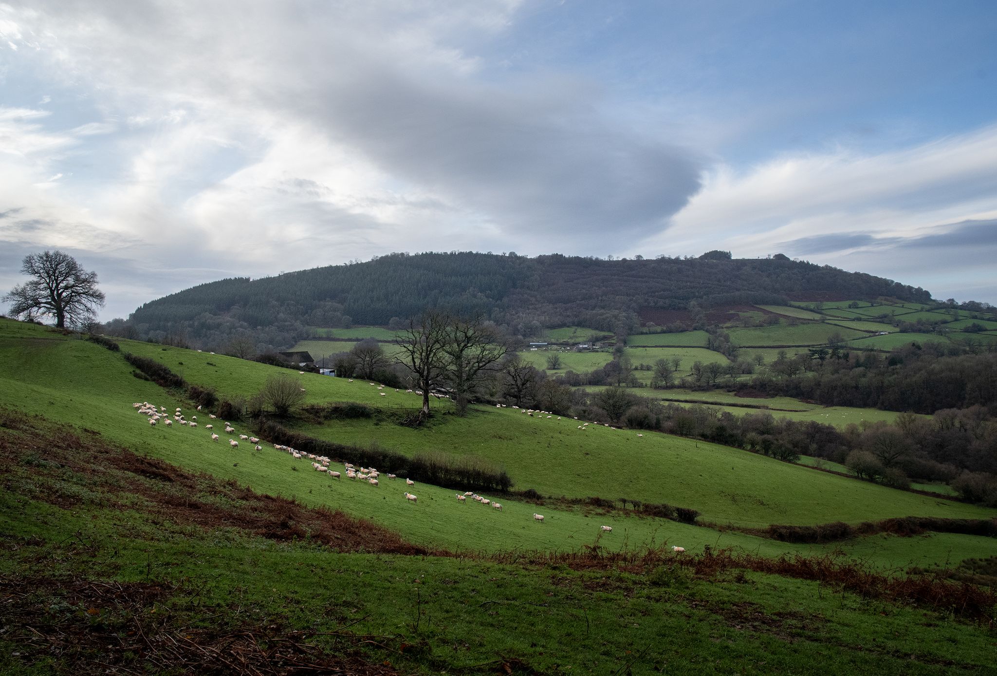 Graig Syfyrddin