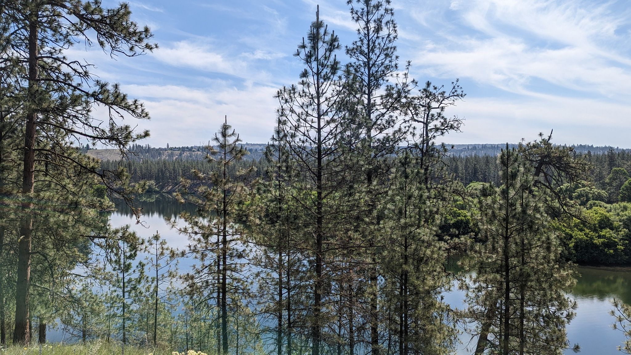 Pine trees frame a calm lake under a bright, cloudy sky. - Seven Mile Loop