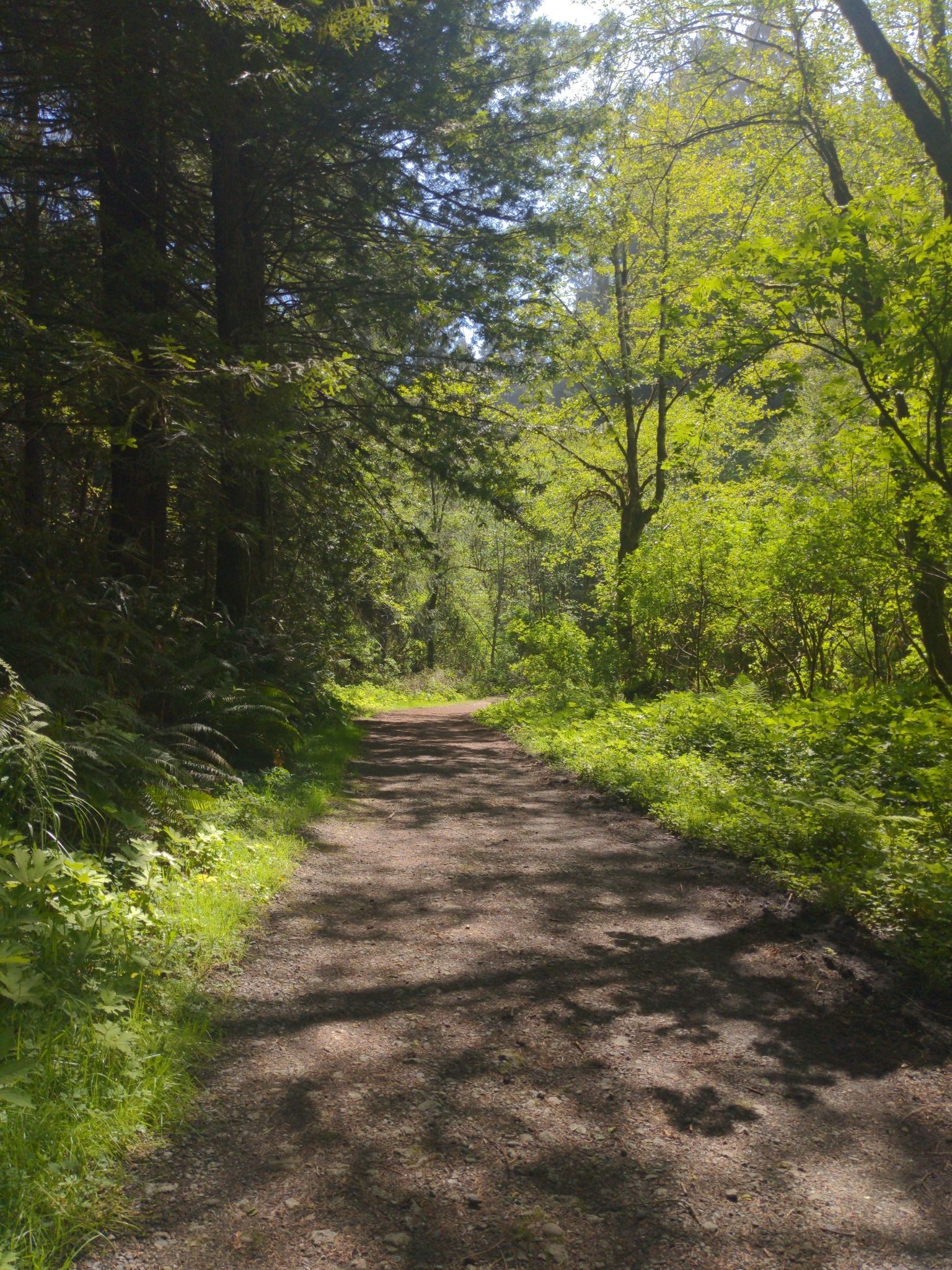 Sunny dirt path winding through a lush green forest with tall trees. - Arcata Community Forest loop from Arcata