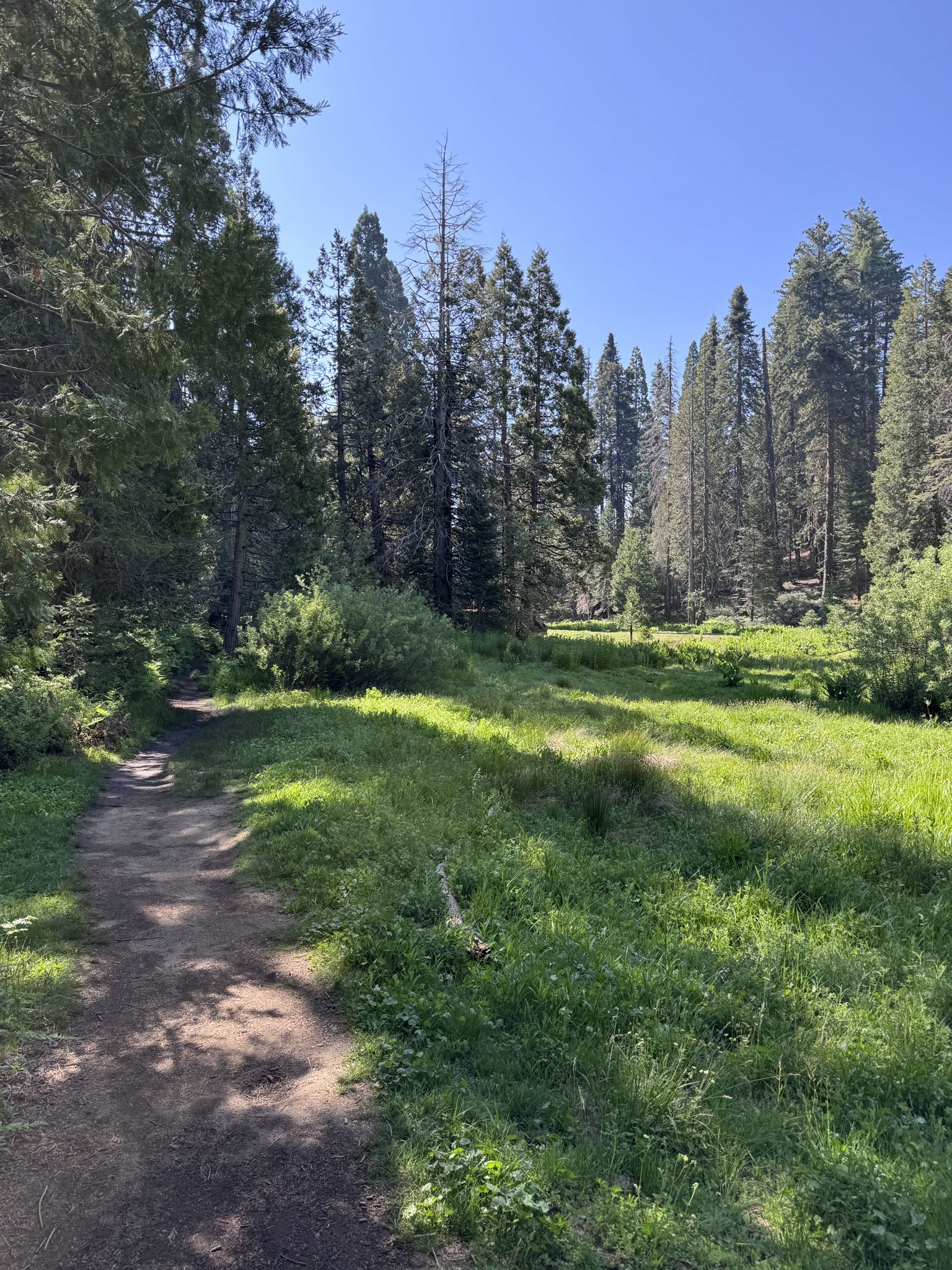 Sunny forest clearing with a dirt path leading into tall trees. - Big Stump Trail
