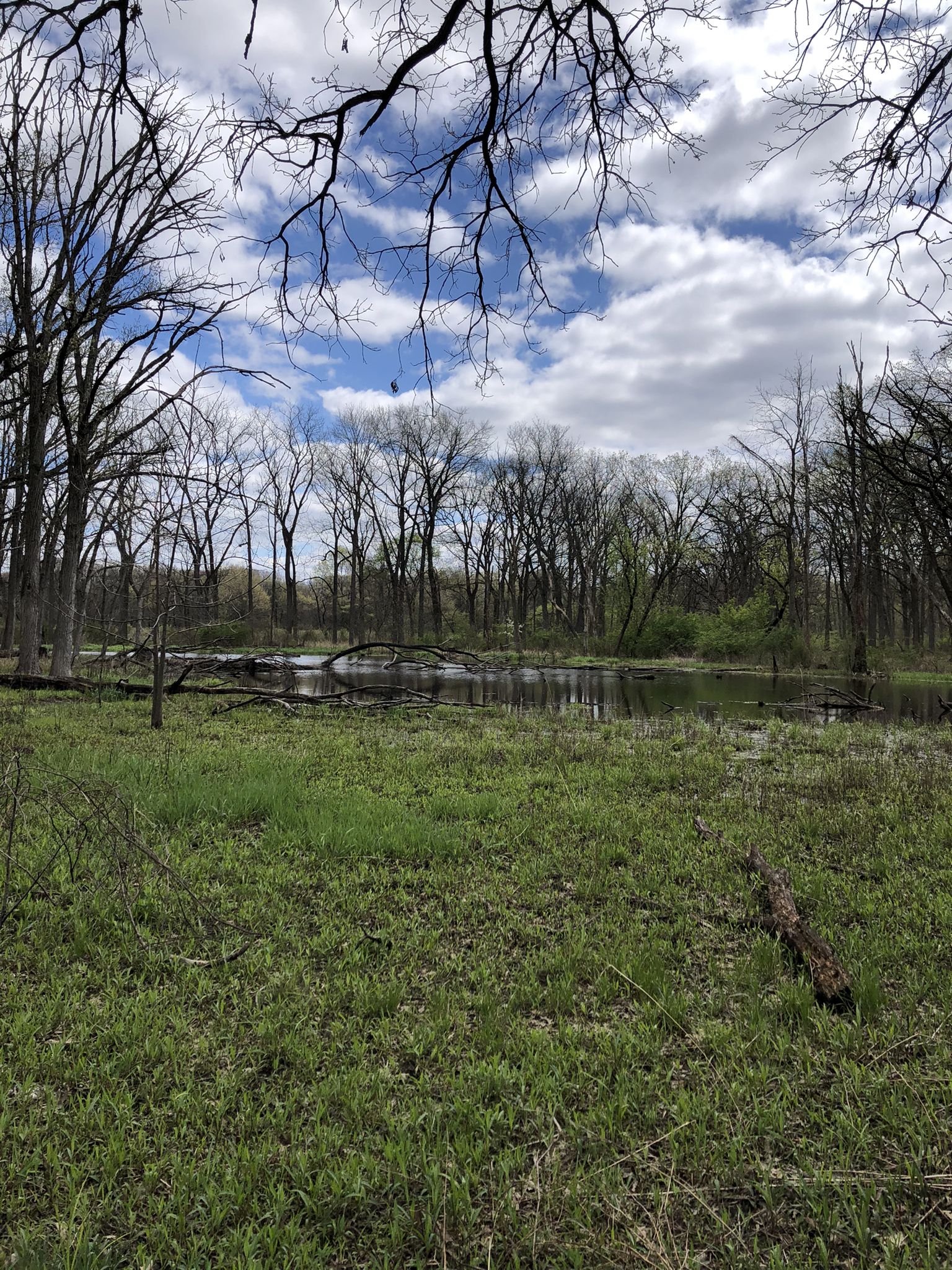 Overcast view of a small pond surrounded by bare trees and green grass. - Salt Creek Trail Loop