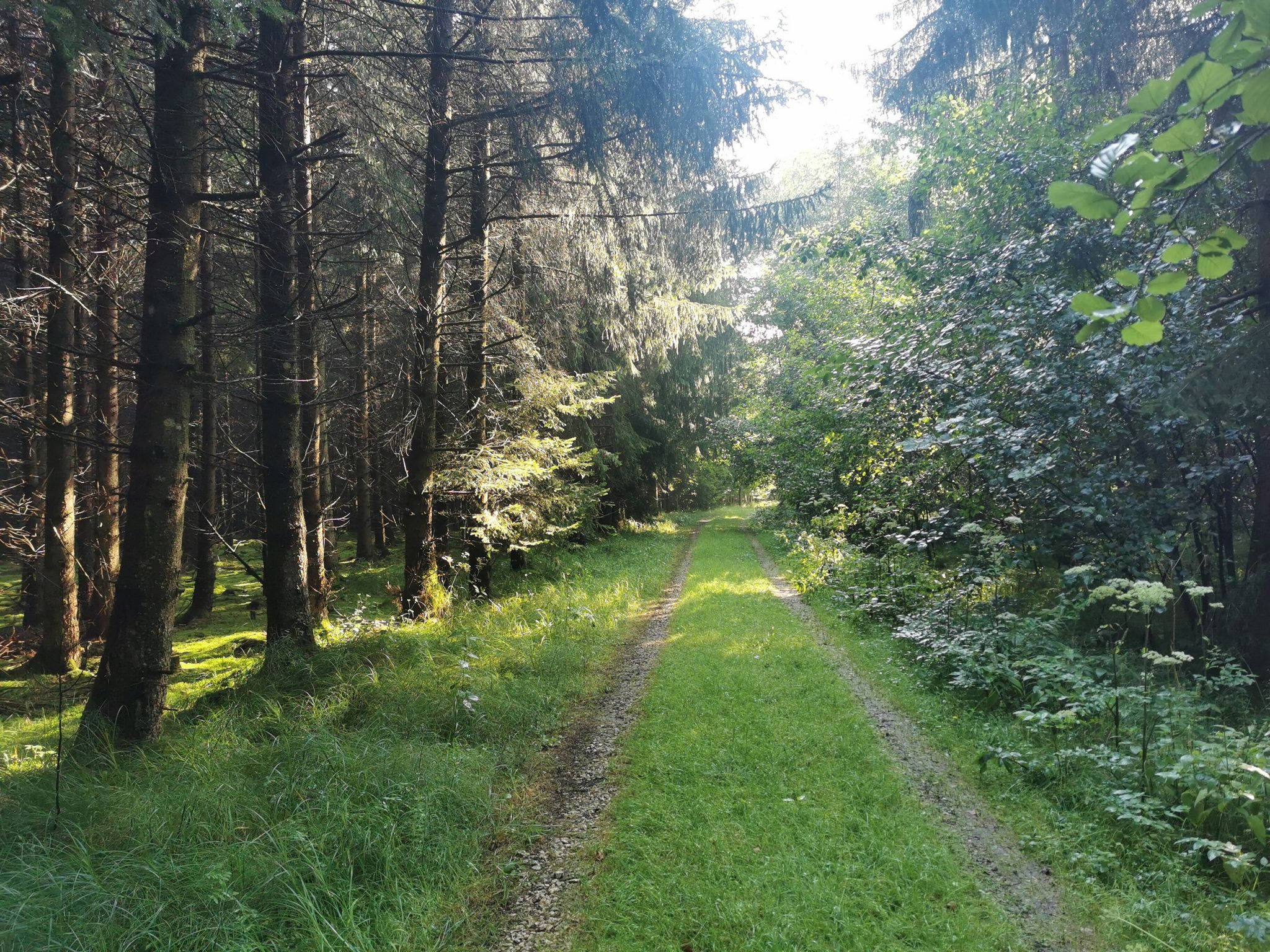 Waldweg Richtung zoltingen