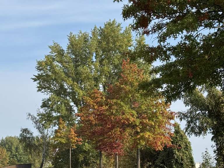Sonntagslauf ( 78)🌞🏃‍♀️ | run | Komoot