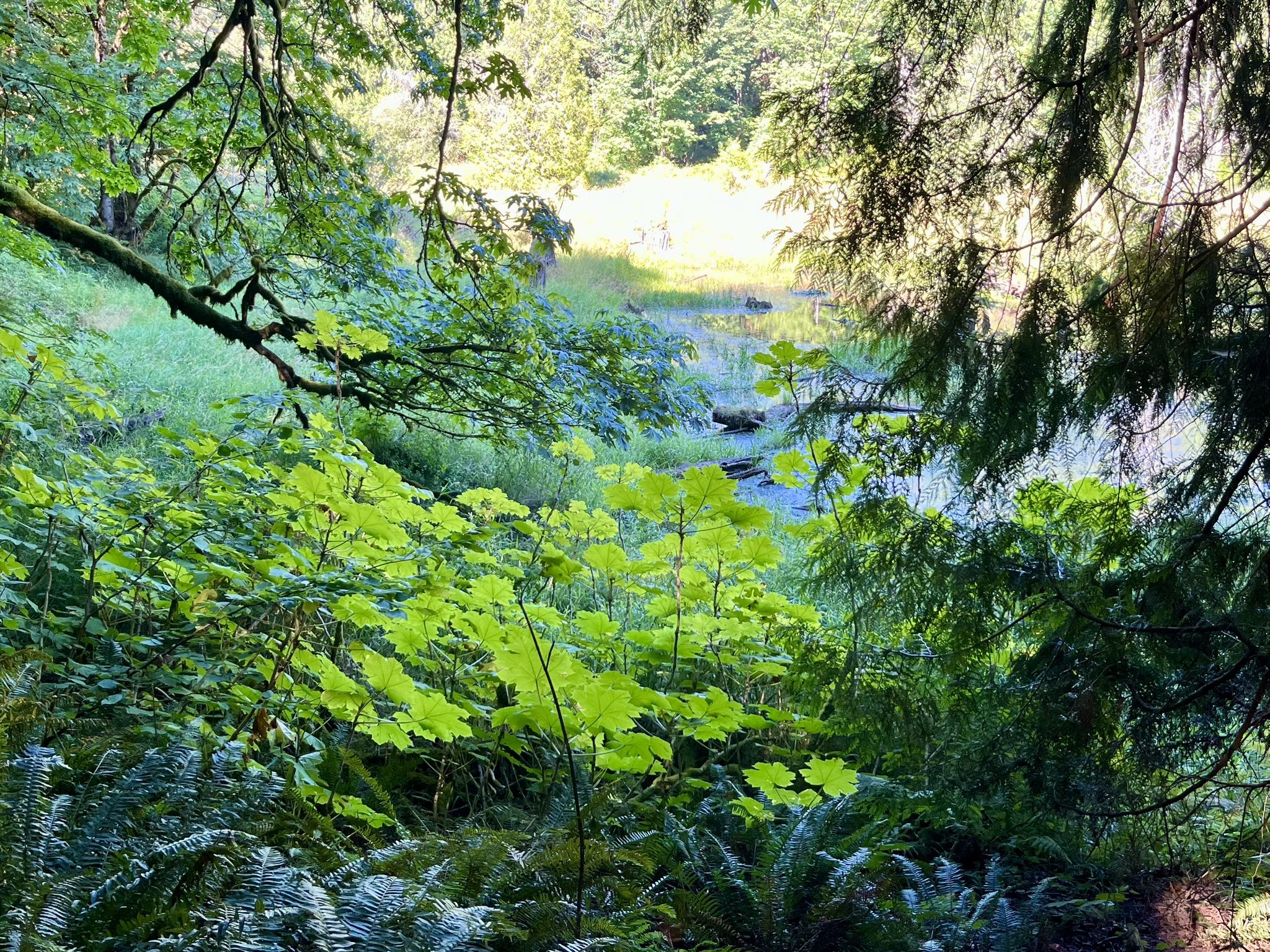 Lush green foliage frames a sunlit pond in a vibrant forest. - Pipeline, Temple Pond and Quarry Loop