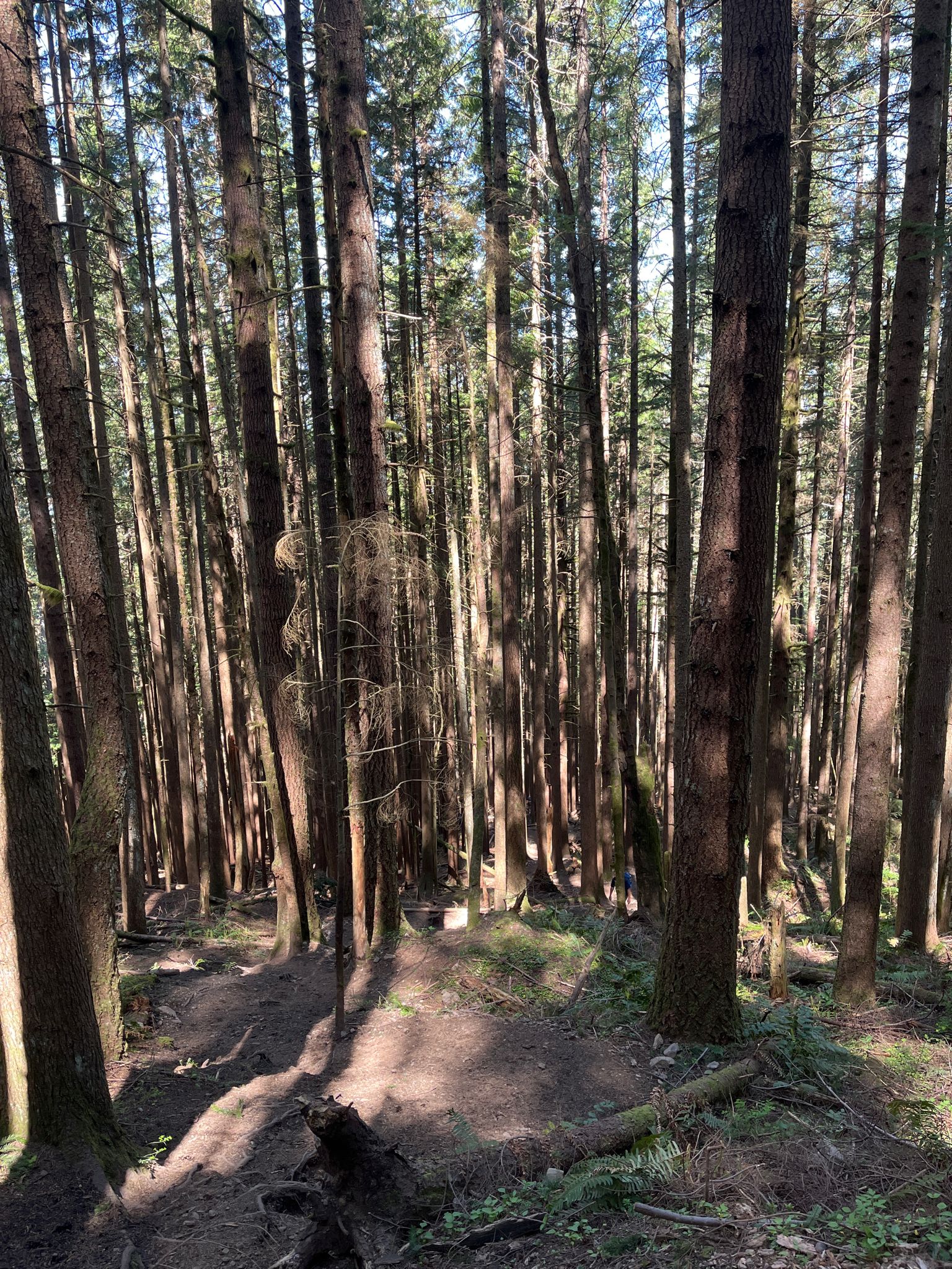 Dense forest with tall, slender trees and sunlit shadows on the path. - High School Trail – West Tiger 3 Summit View loop from Issaquah High School