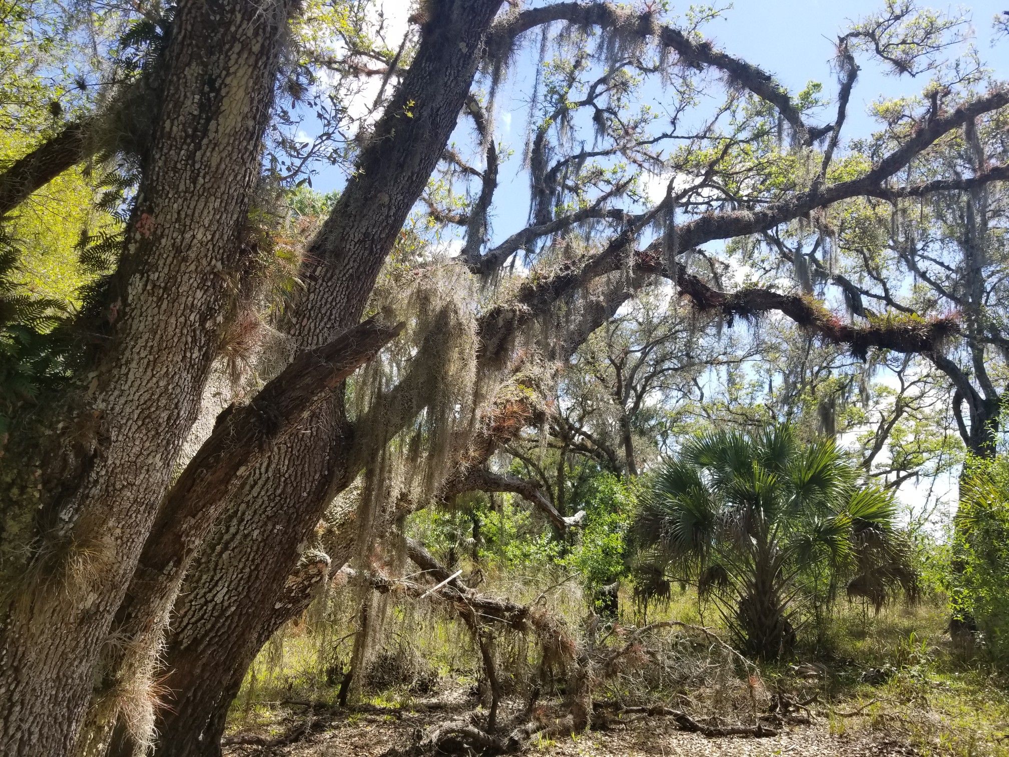 Sunlight filters through moss-draped tree branches in a dense, green forest. - Mossy Hammock and Bee Island Loop