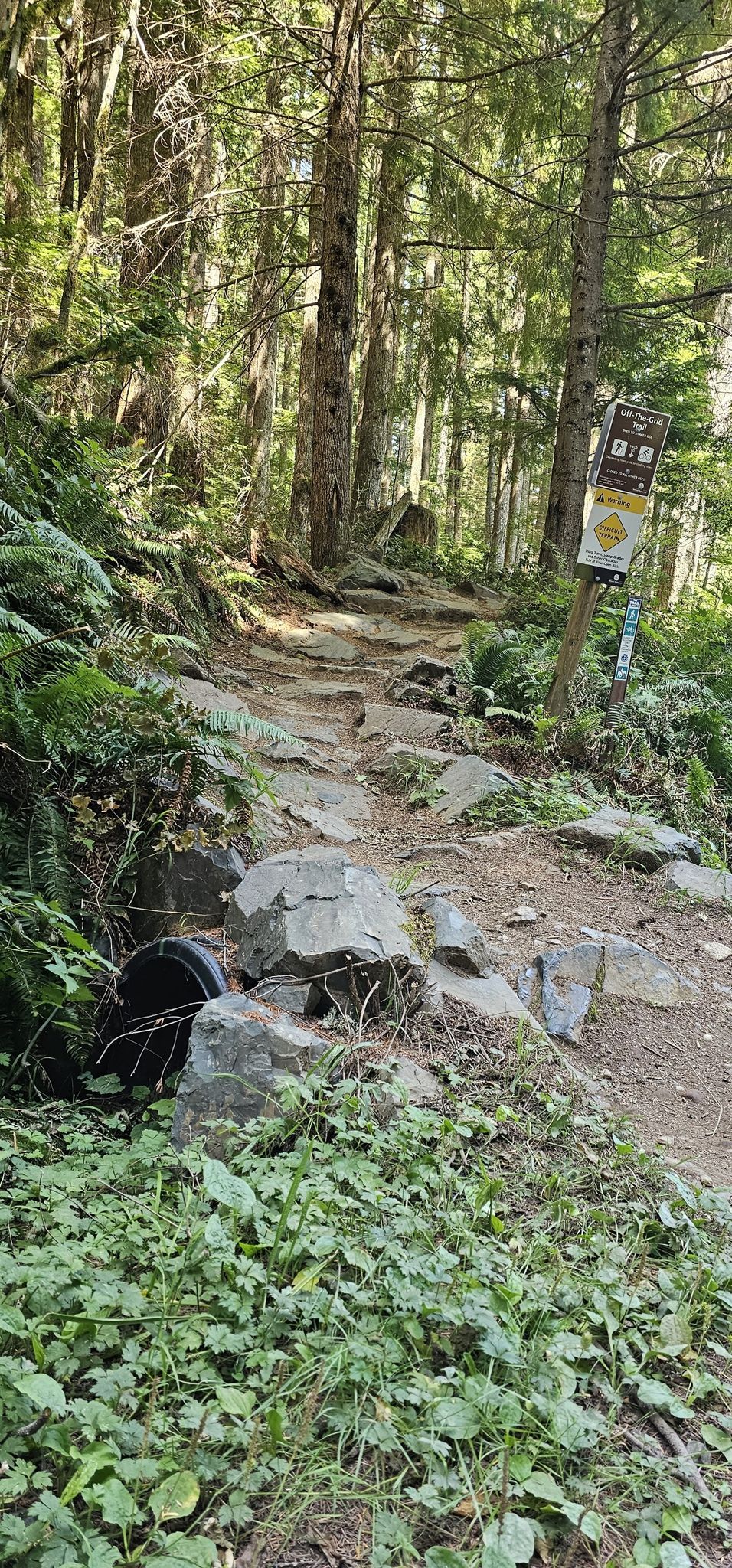 A rocky, root-filled forest path with green undergrowth and tall trees. - Tiger Mountain Road, Off-The-Grid, Joyride, and Northwest Timber Loop