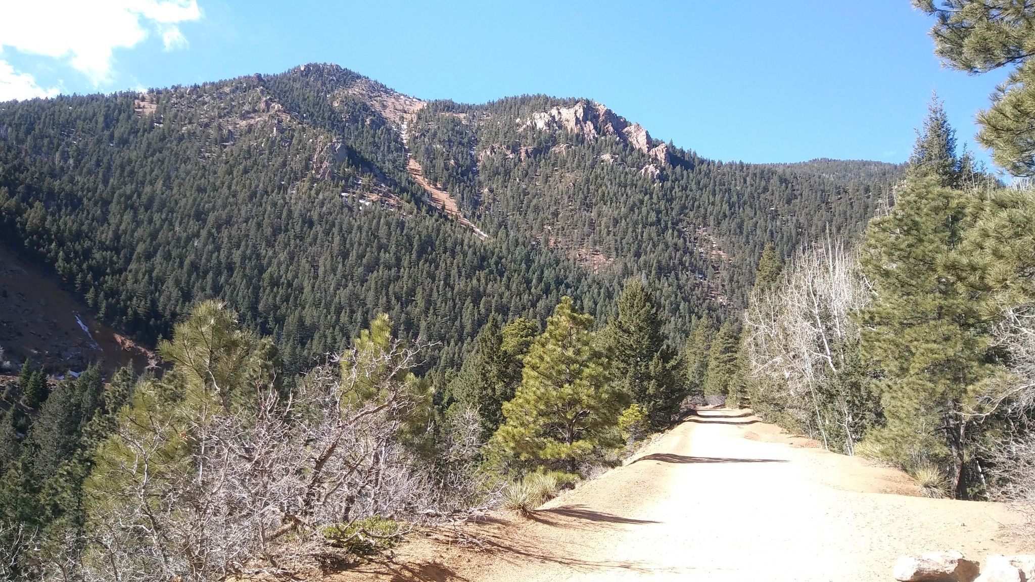 A dirt road winds through a dense pine forest under a clear blue sky. - Cripple Creek from Colorado Springs on the Gold Camp Road